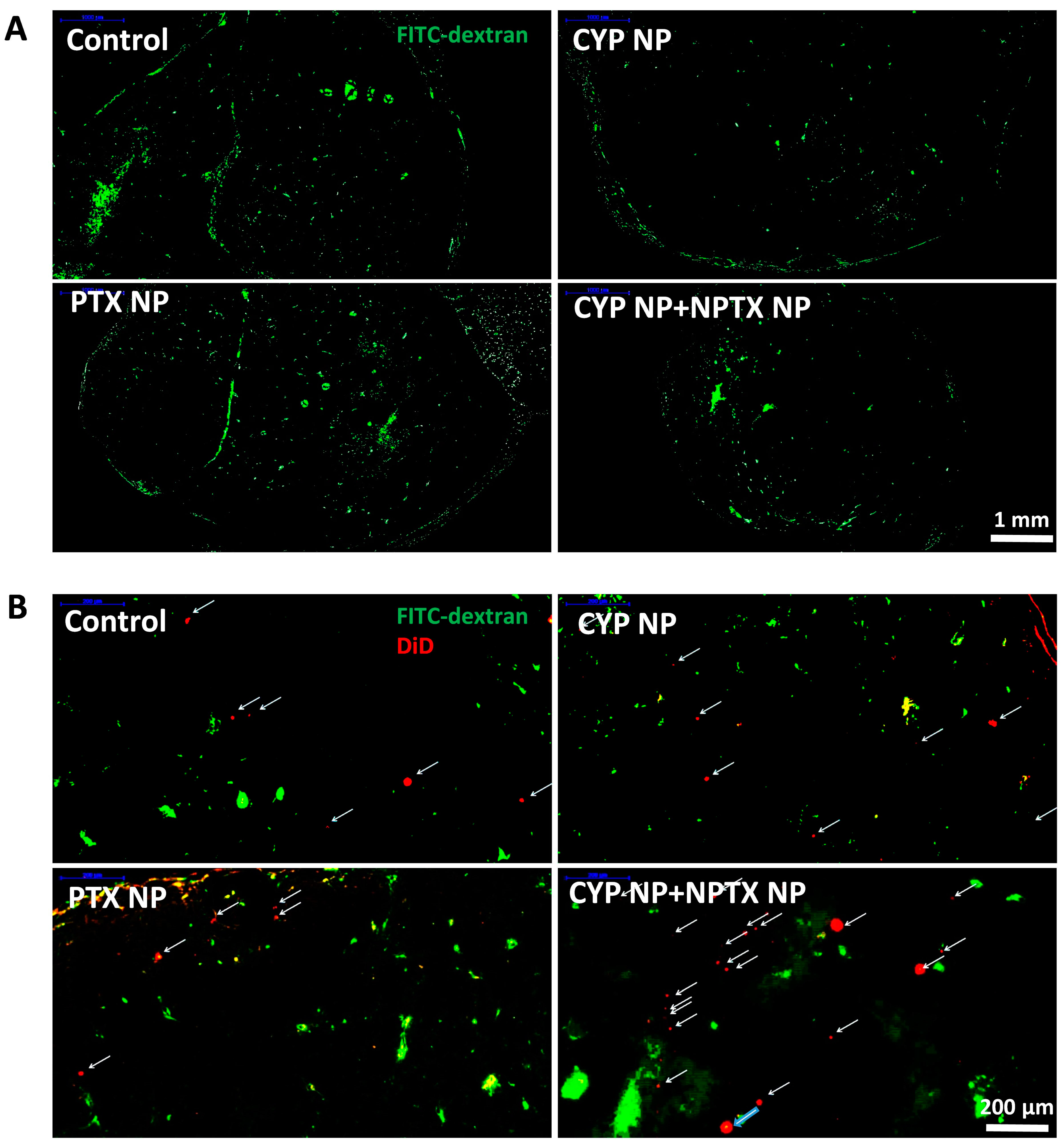 Pharmaceutics 17 00572 g005