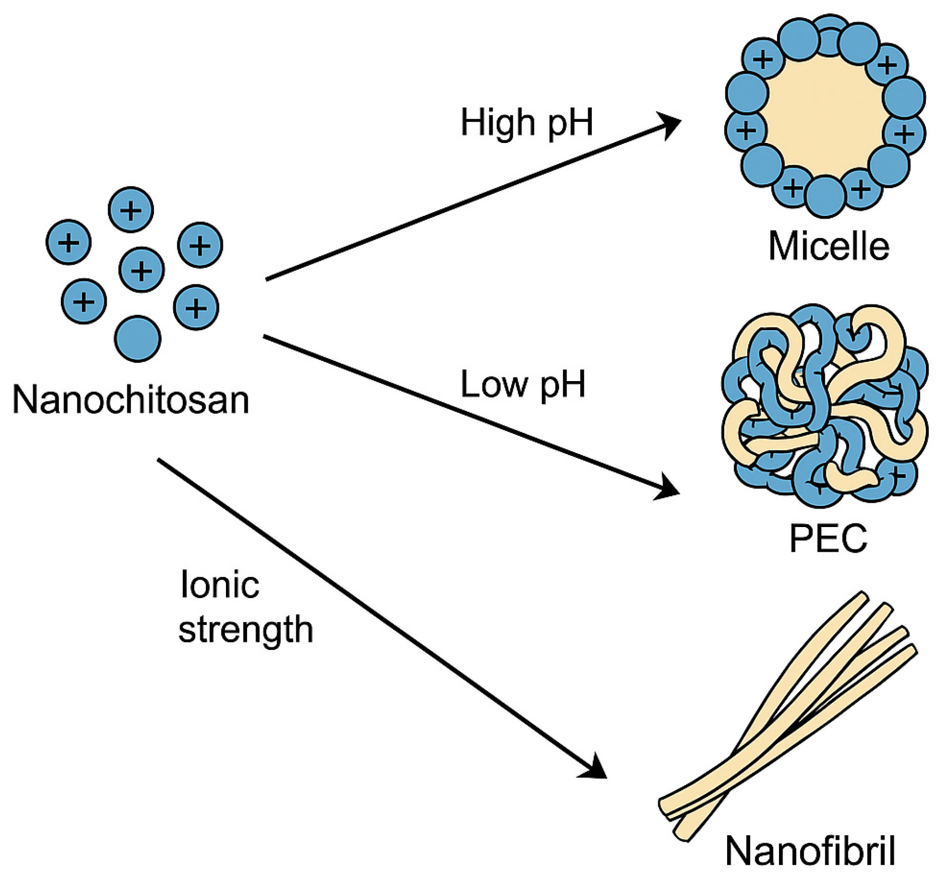 Pharmaceutics 17 00576 g004
