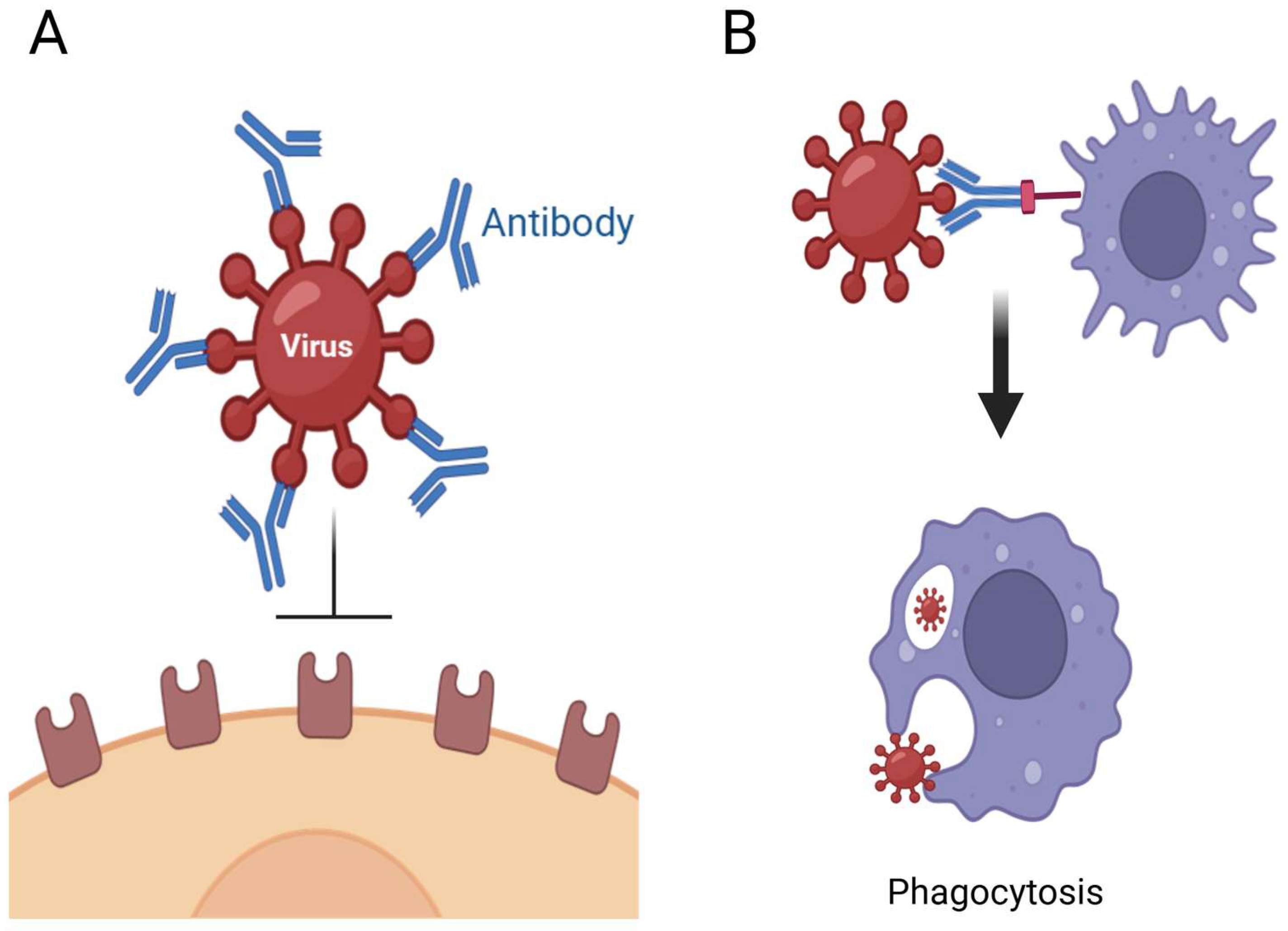 Pharmaceutics 17 00581 g001