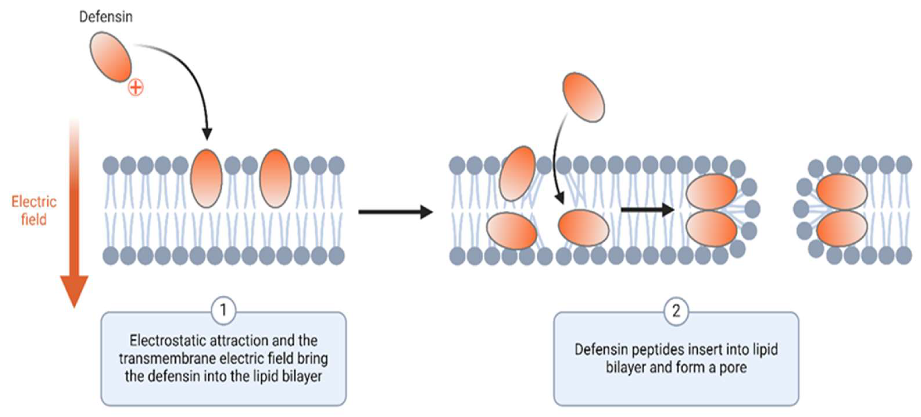 Pharmaceutics 17 00581 g004