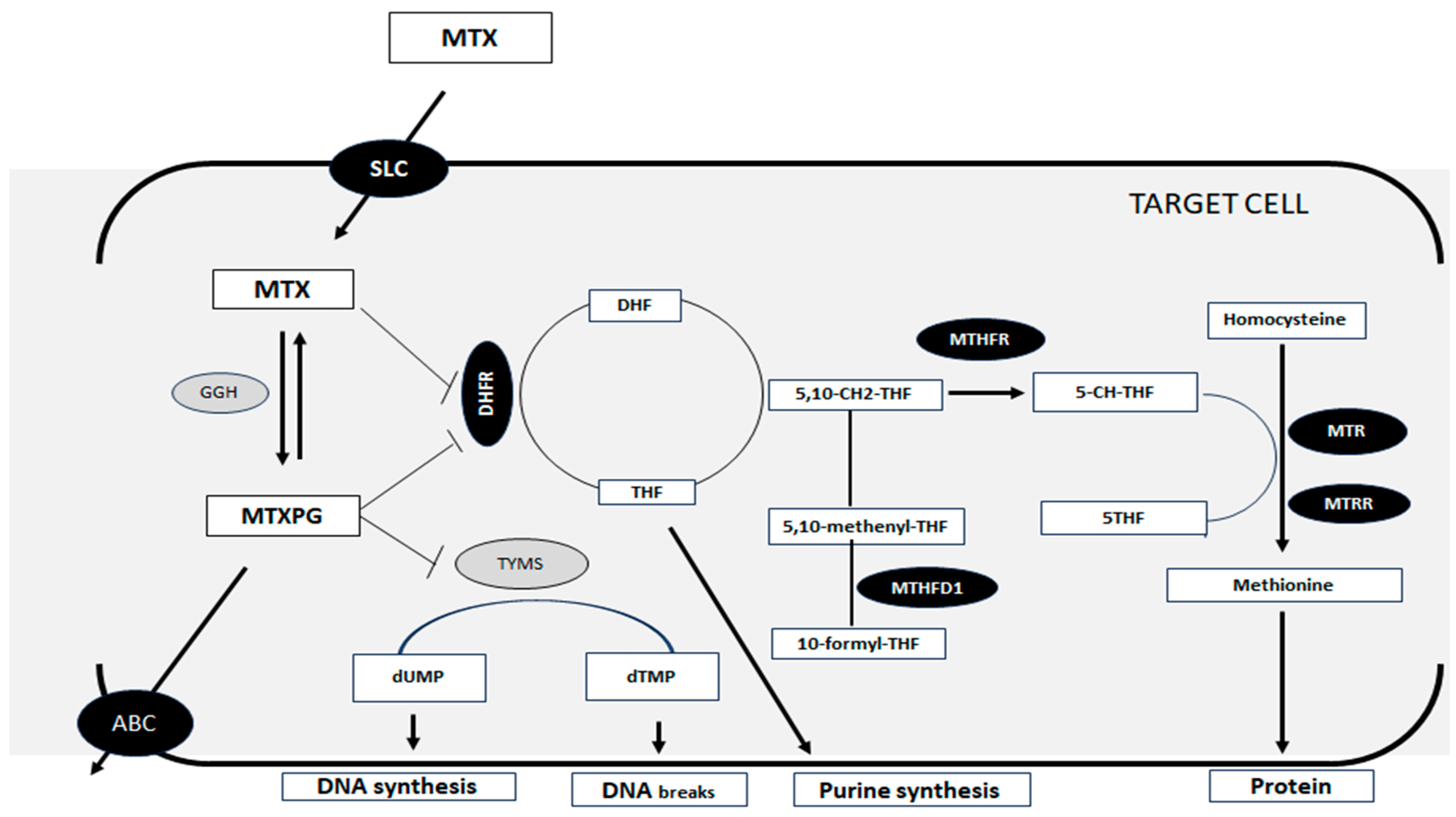 Pharmaceutics 17 00585 g001