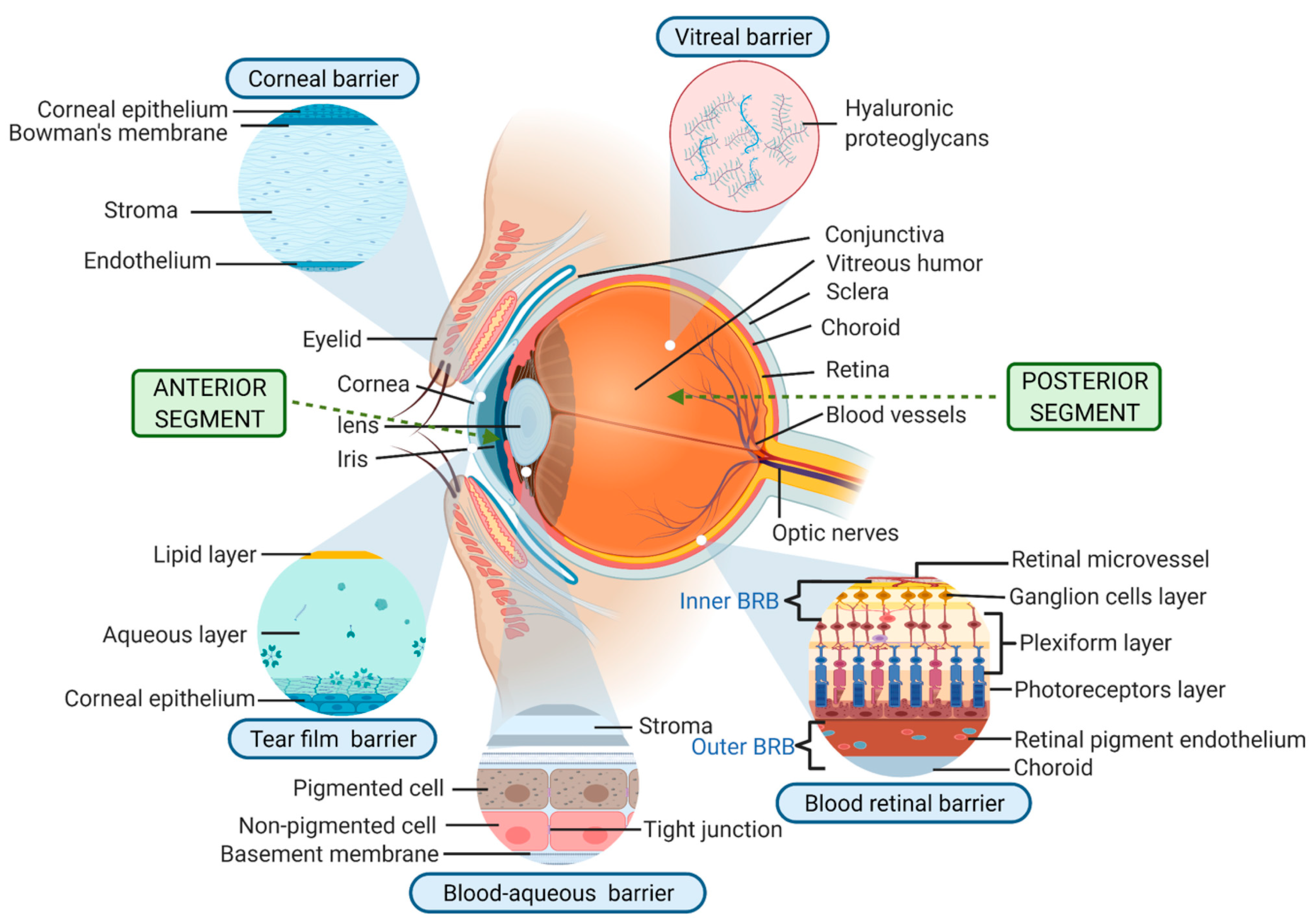 Pharmaceutics 17 00599 g001