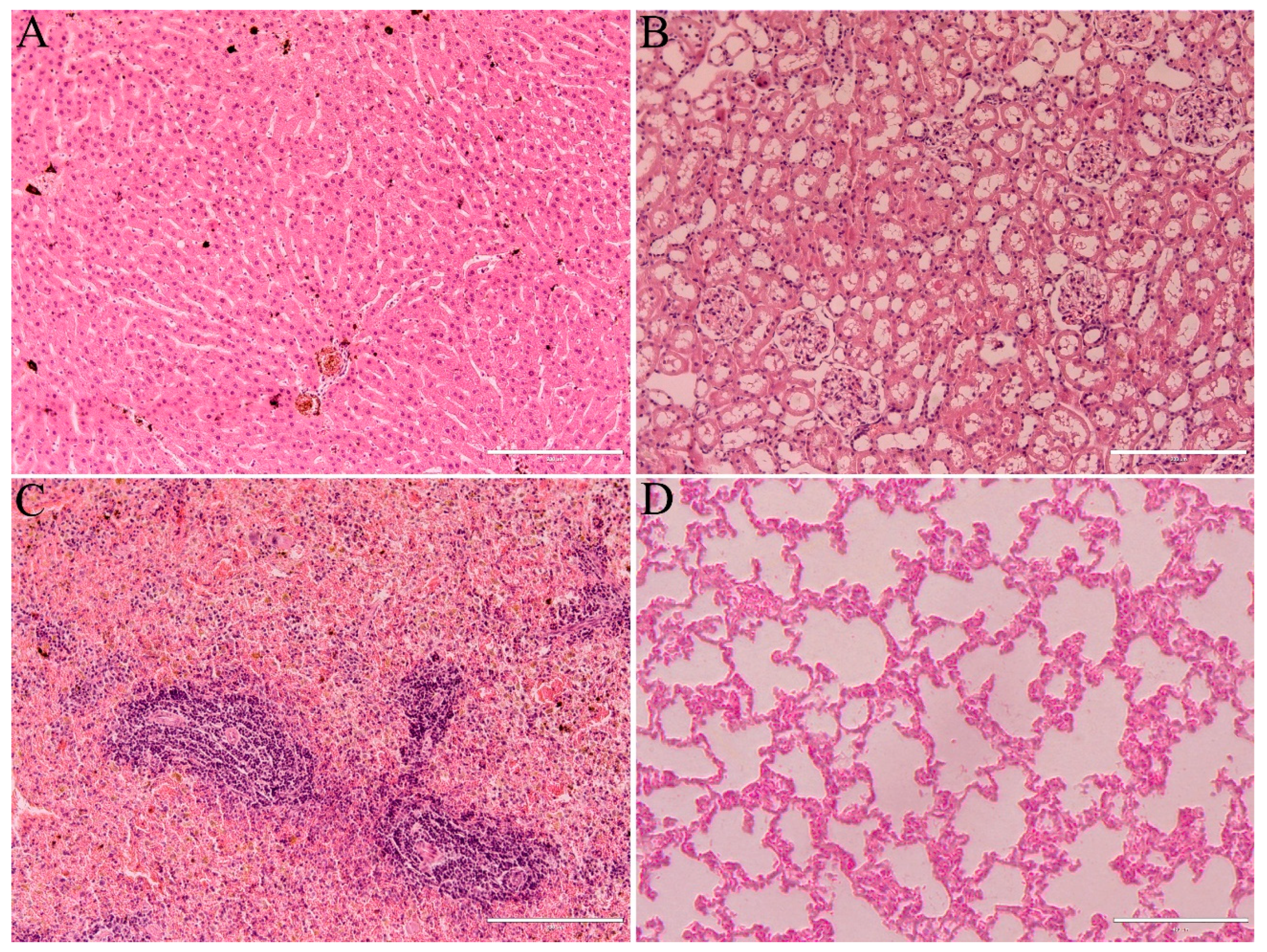 Pharmaceutics 17 00602 g007