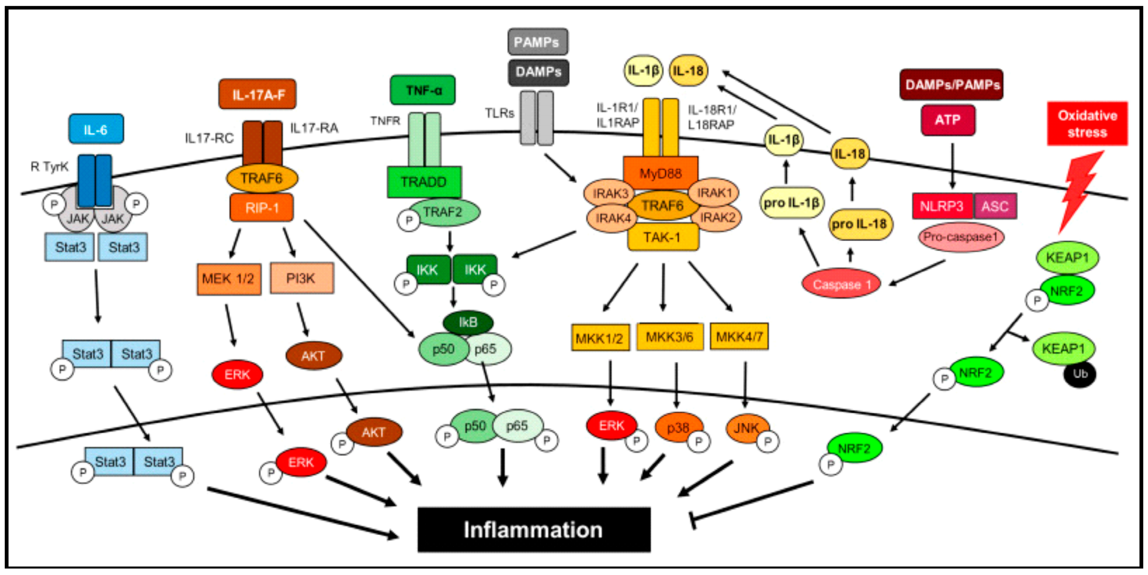 Pharmaceutics 17 00606 g001 Pharmaceutics 17 00606 g001
