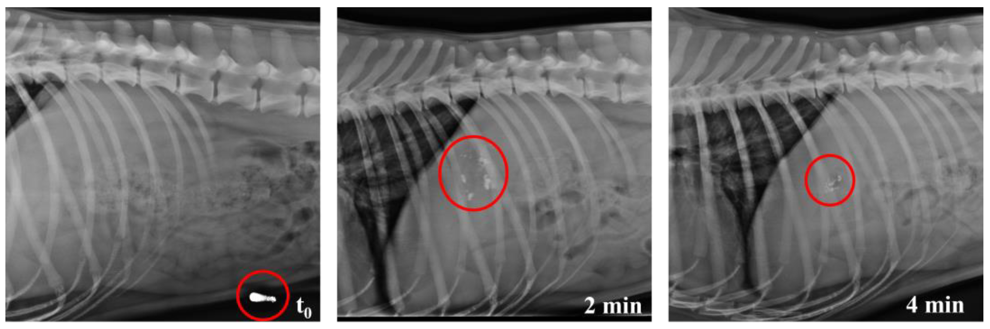 Pharmaceutics 17 00613 g012
