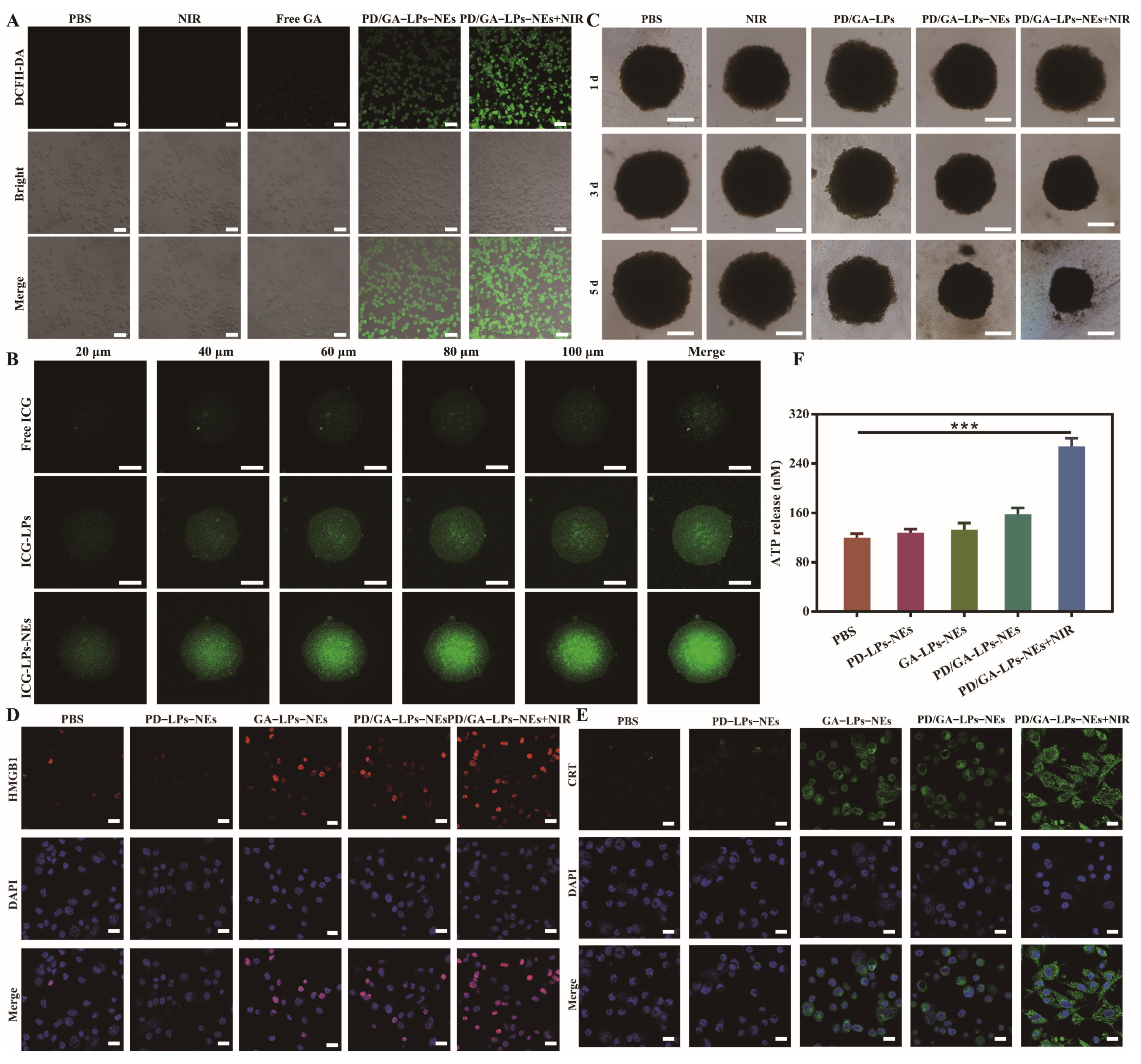 Pharmaceutics 17 00614 g004
