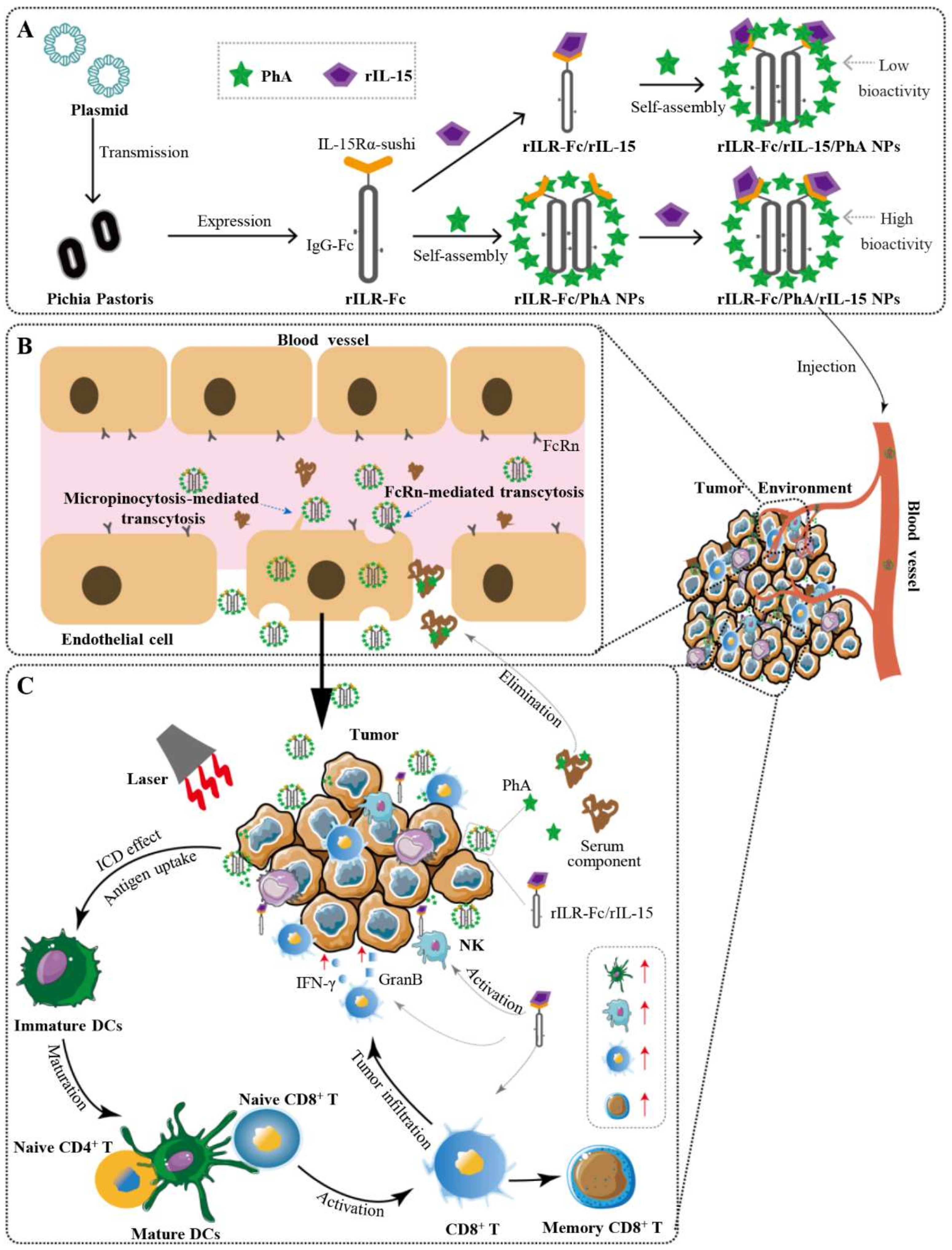 Pharmaceutics 17 00615 sch001
