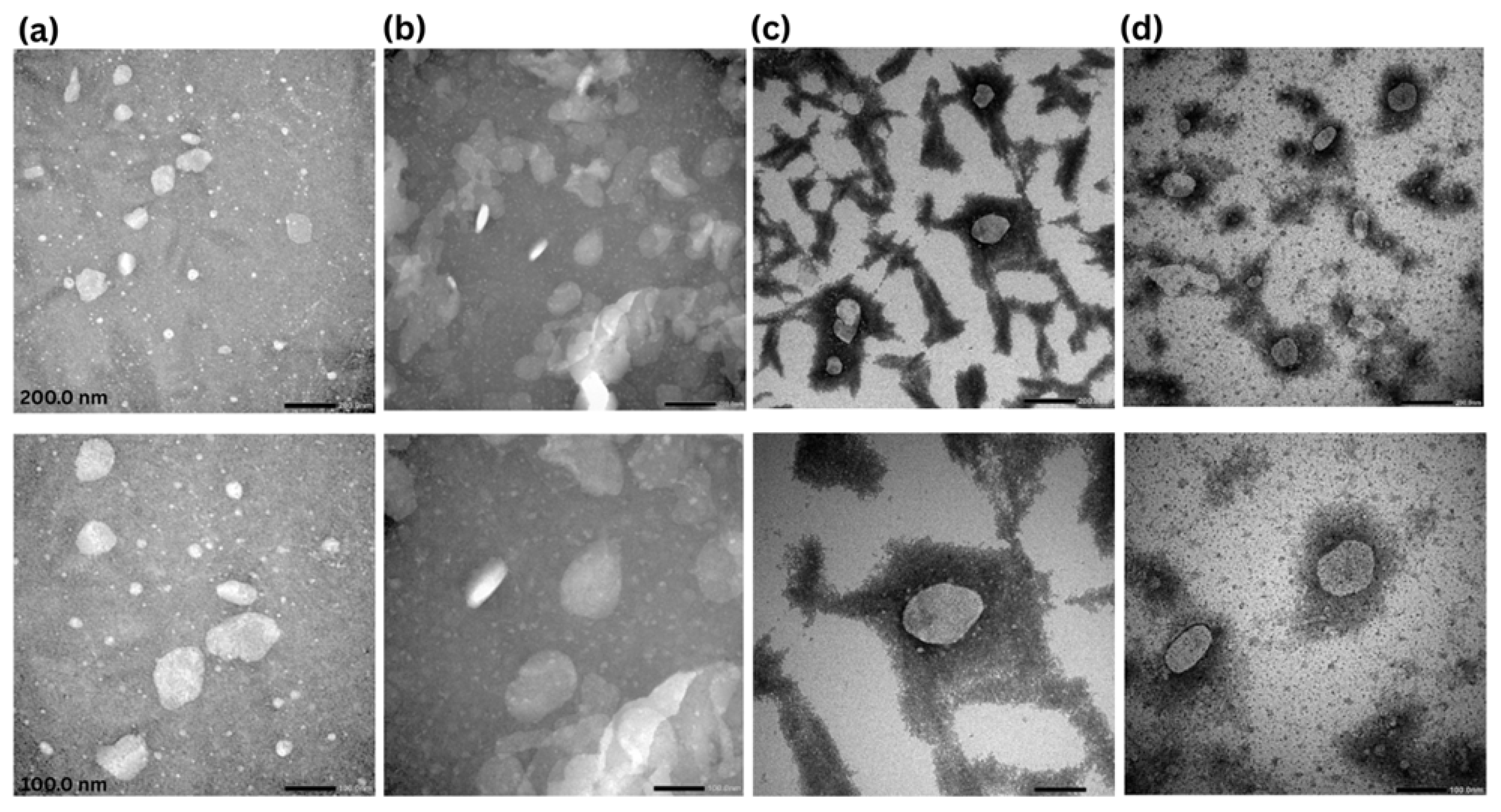 Pharmaceutics 17 00620 g002