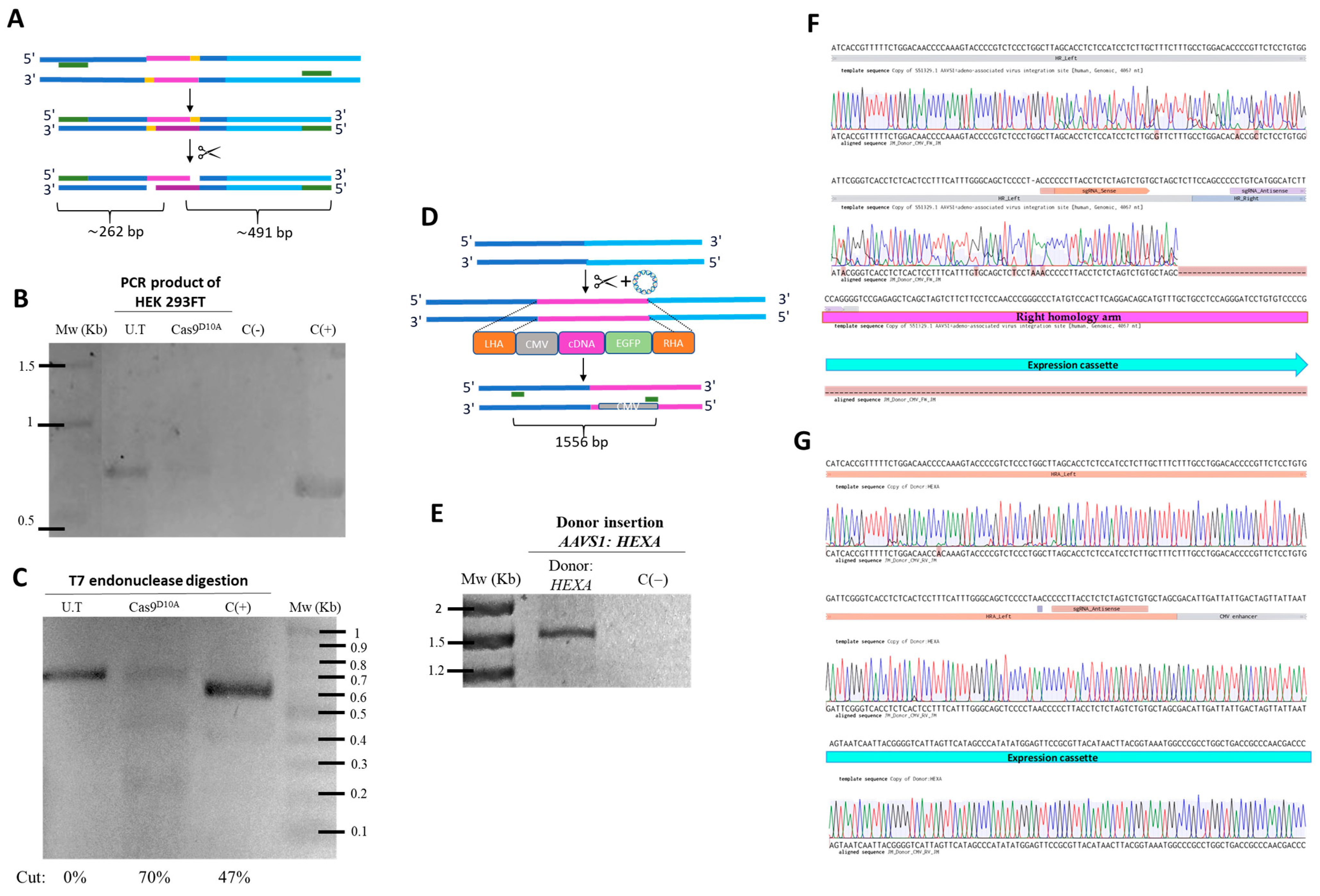 Pharmaceutics 17 00628 g002
