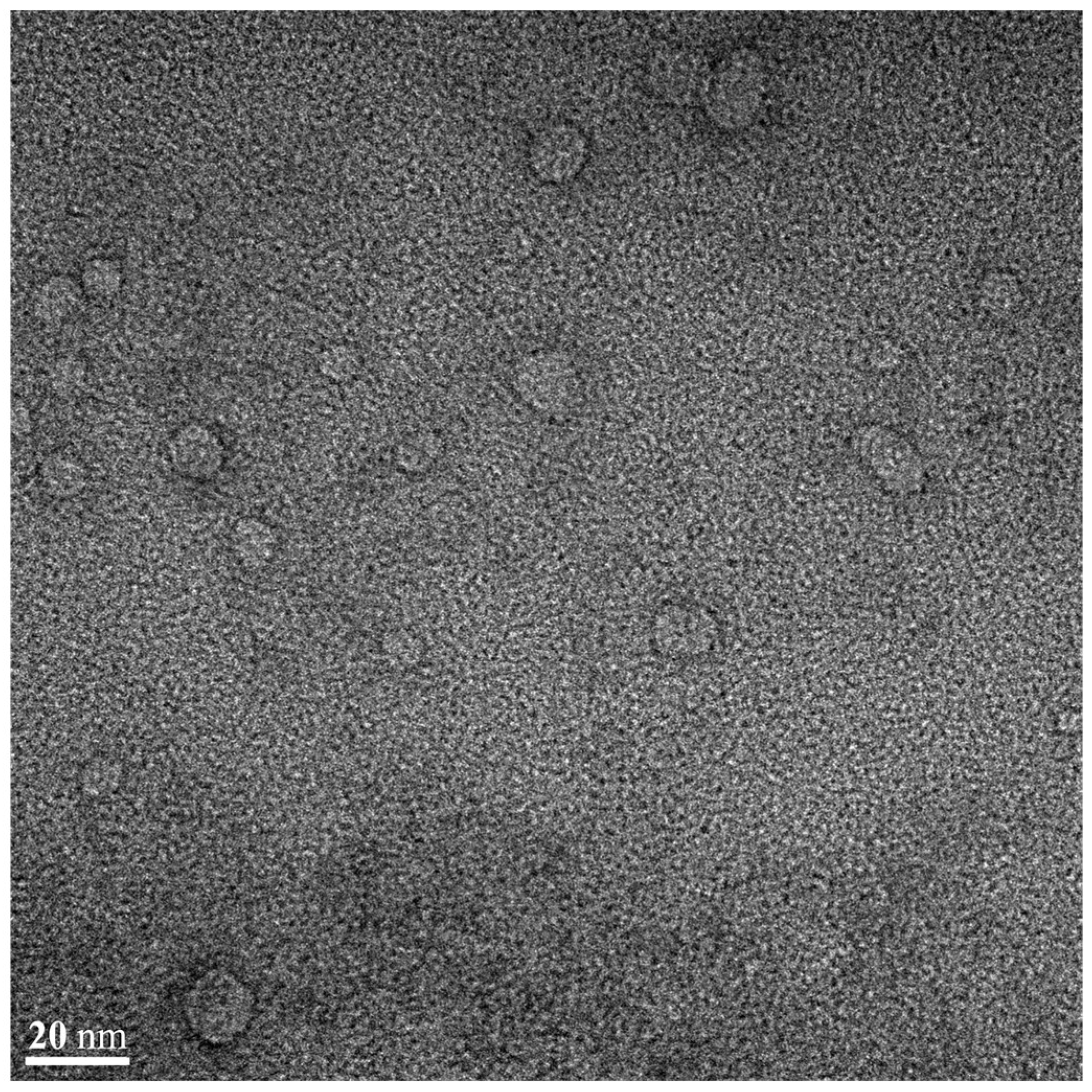 Pharmaceutics 17 00629 g010 Pharmaceutics 17 00629 g010