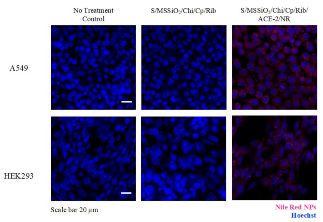 Pharmaceutics 17 00631 g005