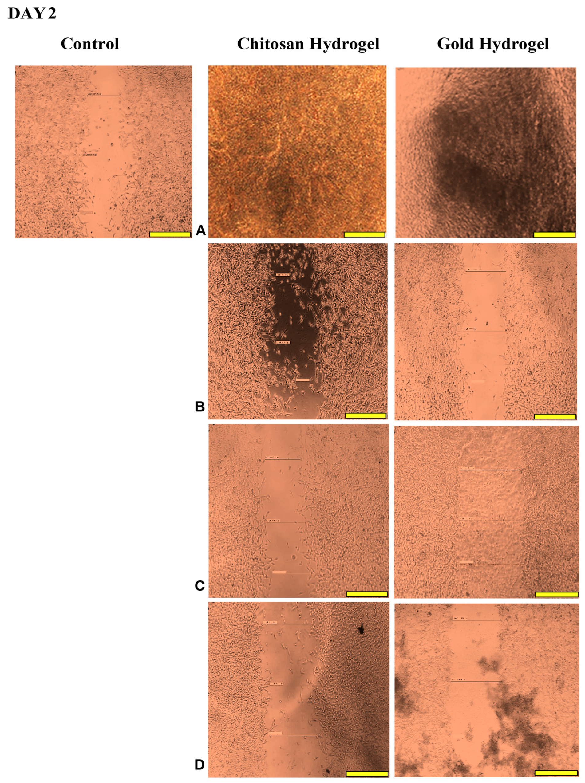 Pharmaceutics 17 00633 g016