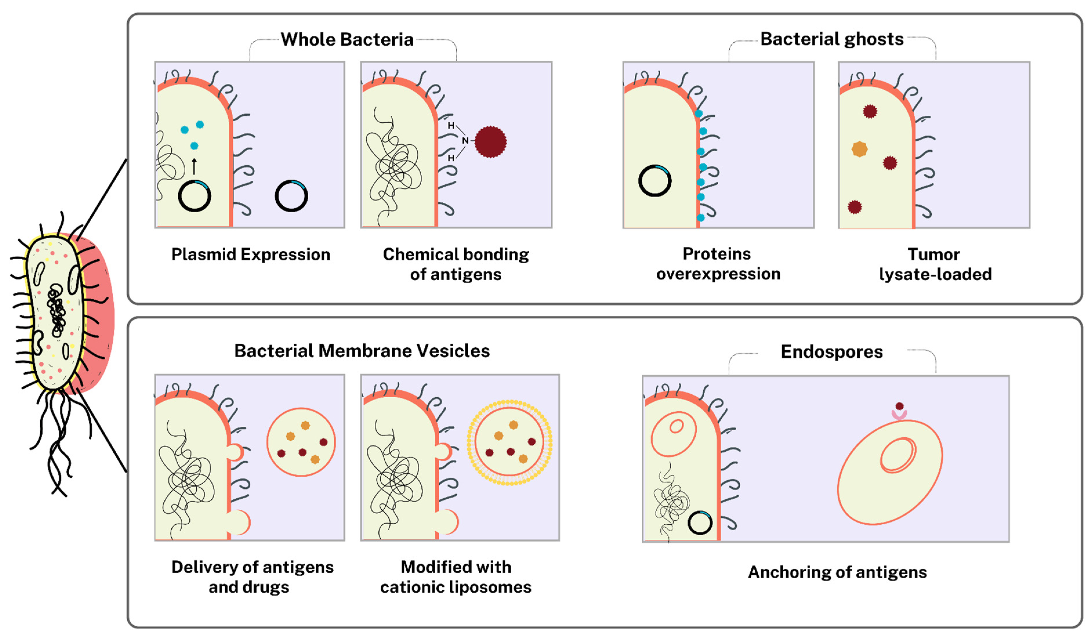 Pharmaceutics 17 00640 g002