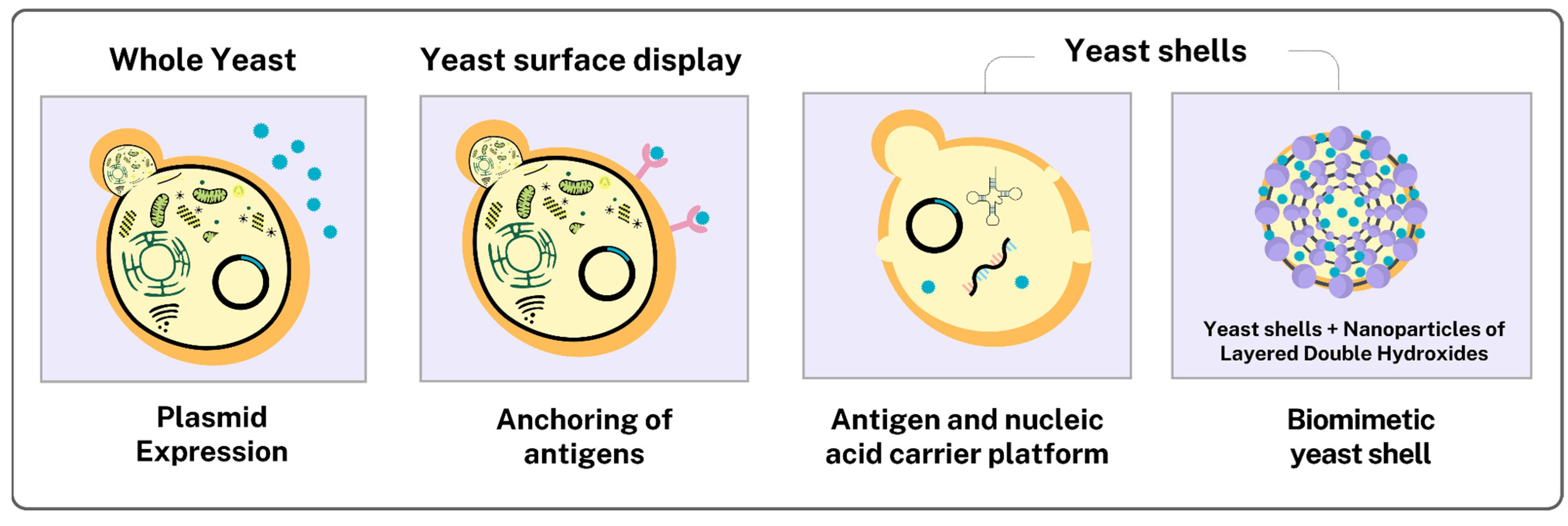 Pharmaceutics 17 00640 g003