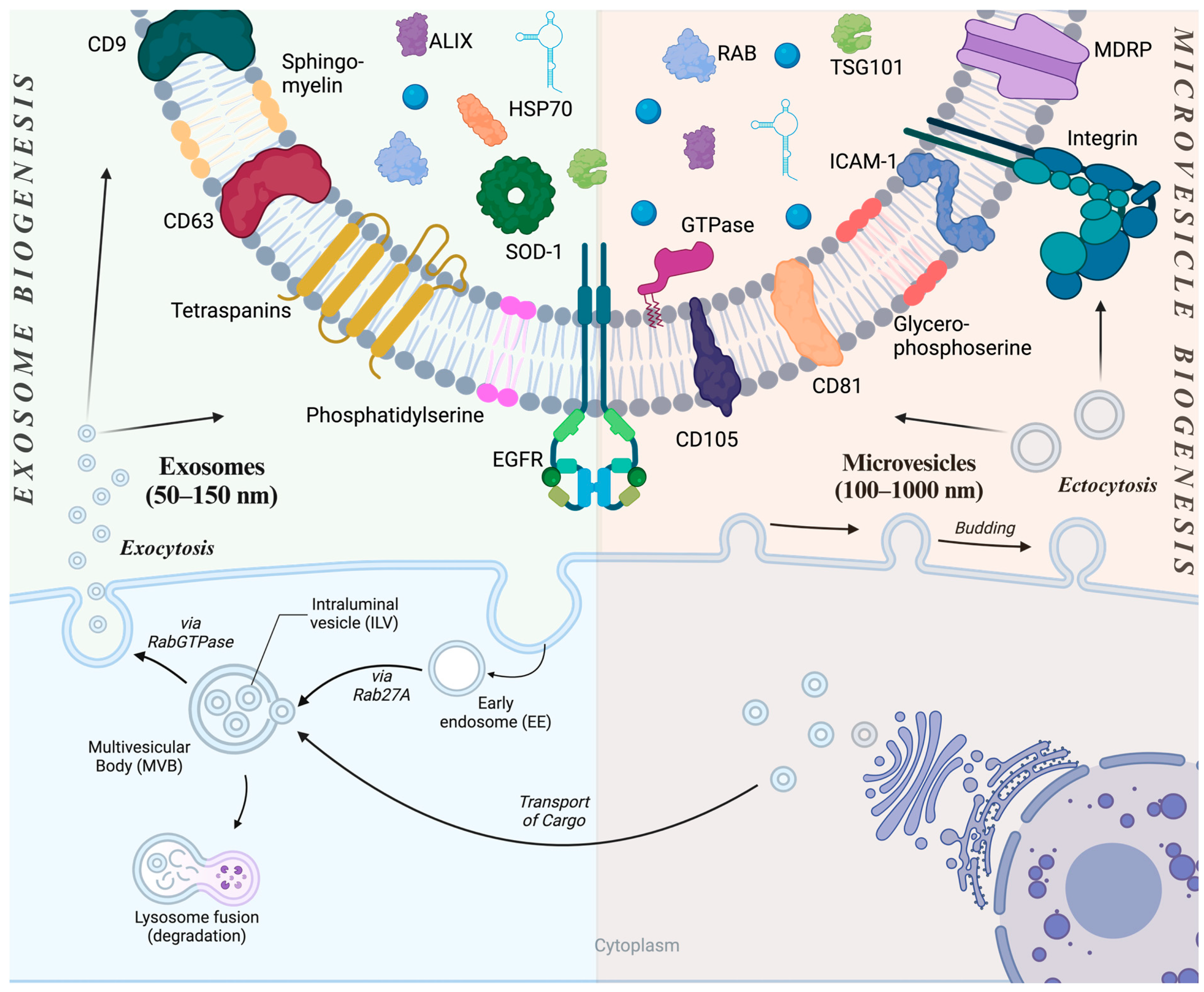 Pharmaceutics 17 00641 g001