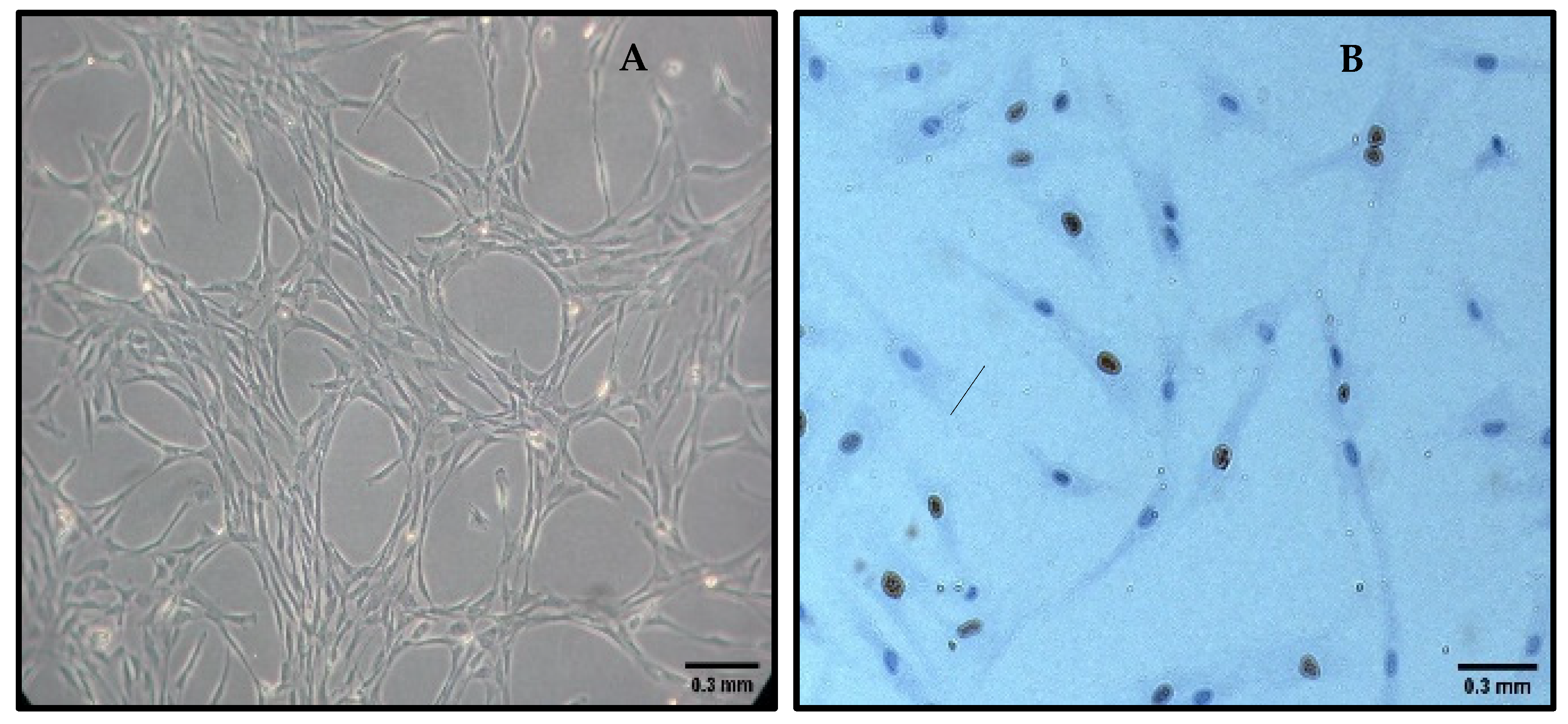 Pharmaceutics 17 00642 g004