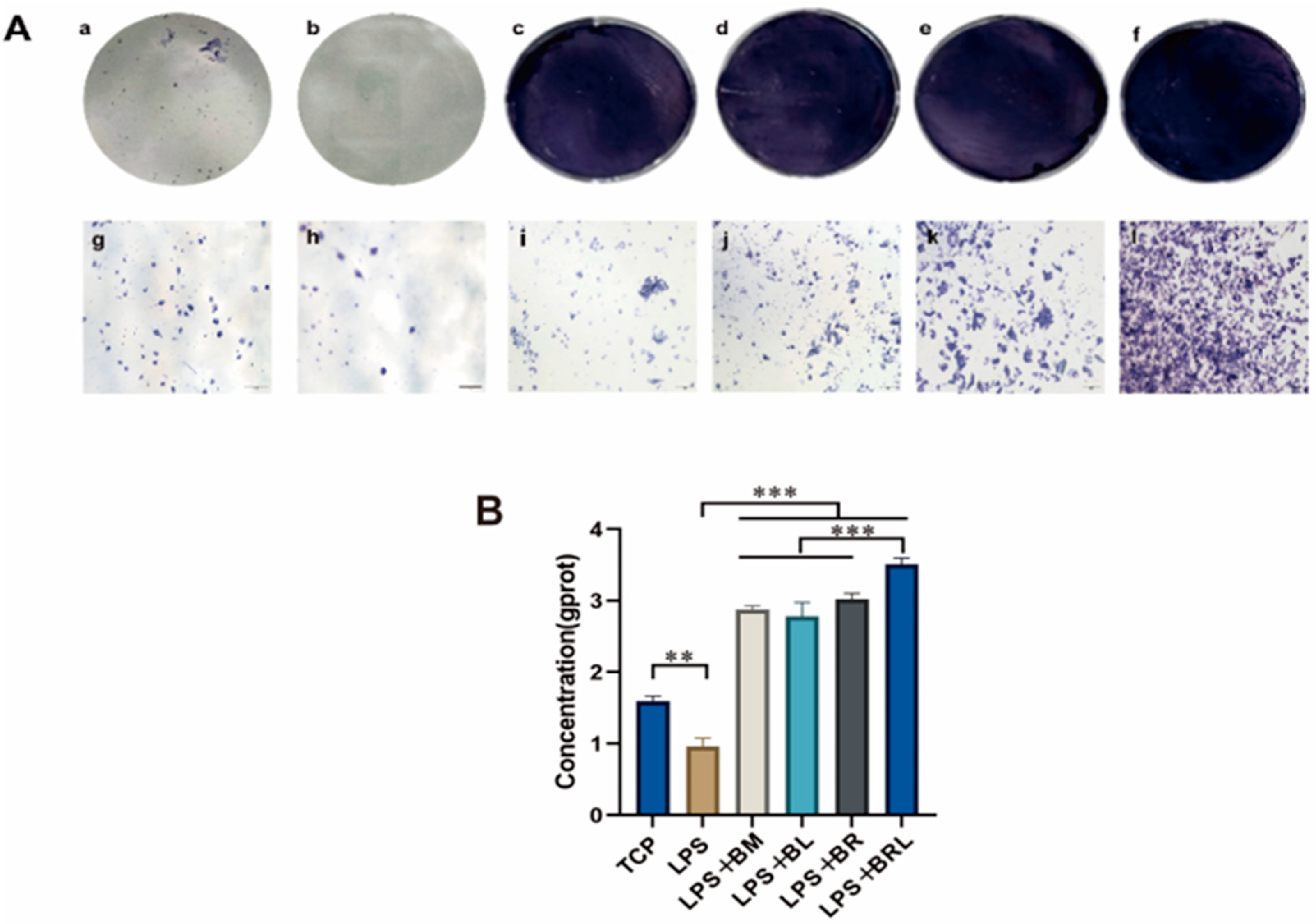 コンセントレーション Novel Resolvin D1-Loaded Biologics as an Advanced Approach