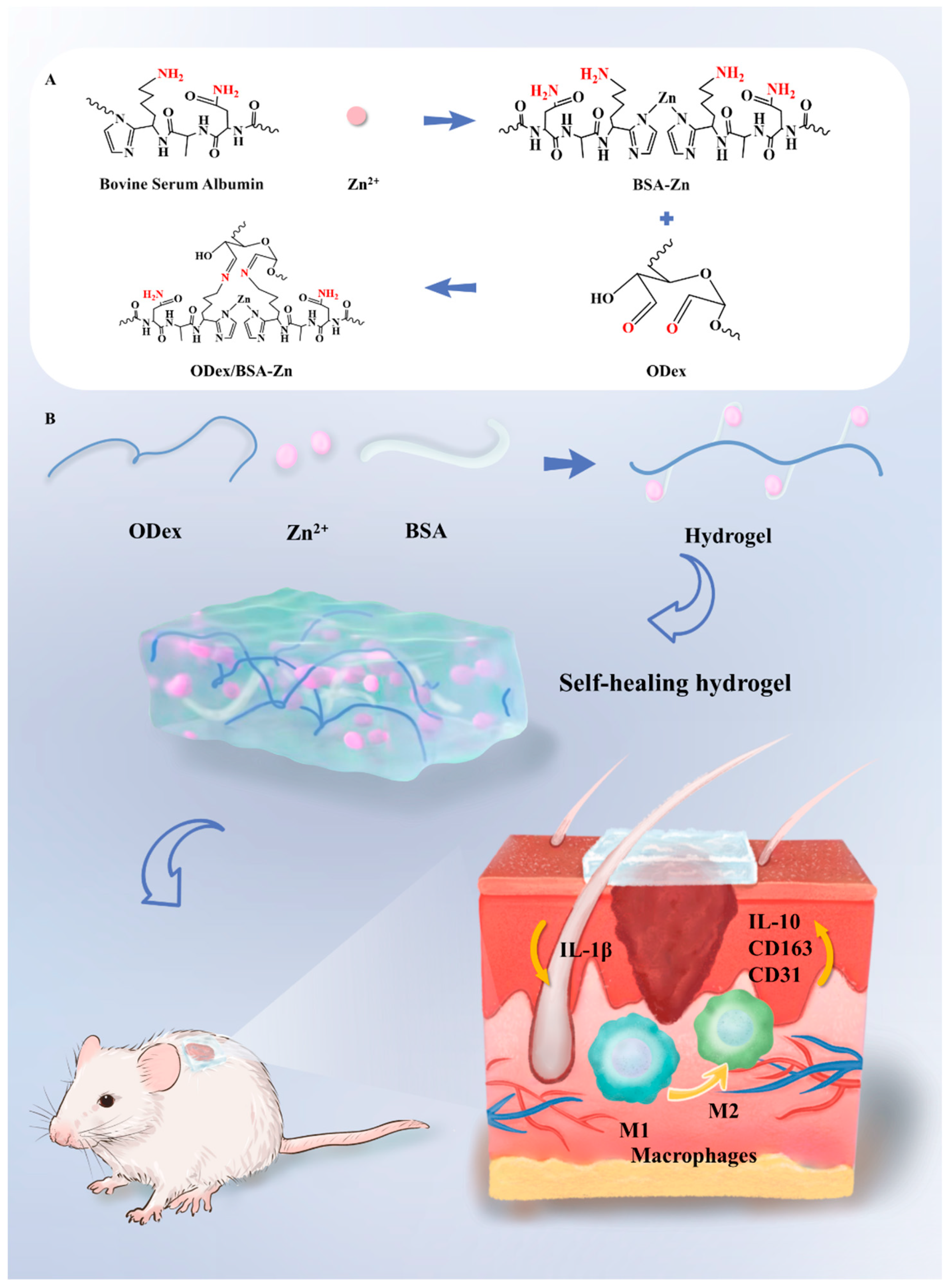 Pharmaceutics 17 00644 sch001