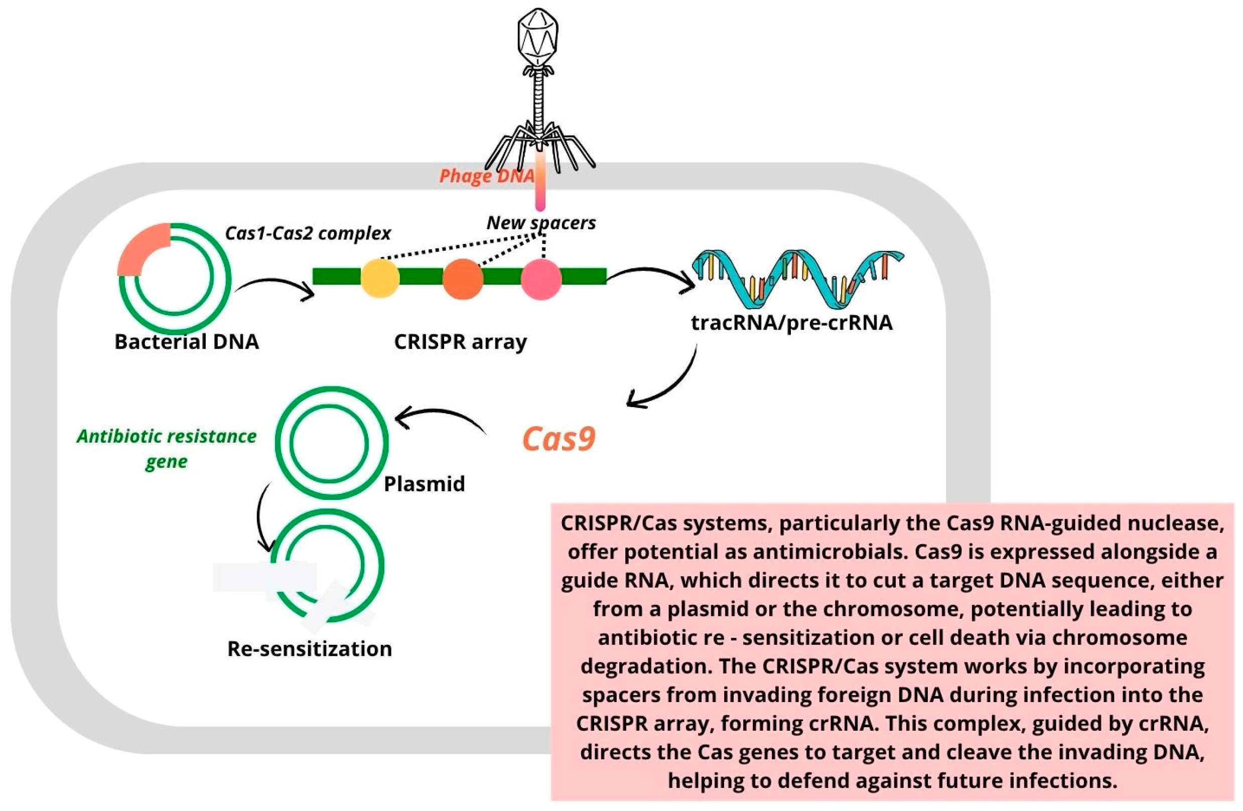 Pharmaceutics 17 00648 g003