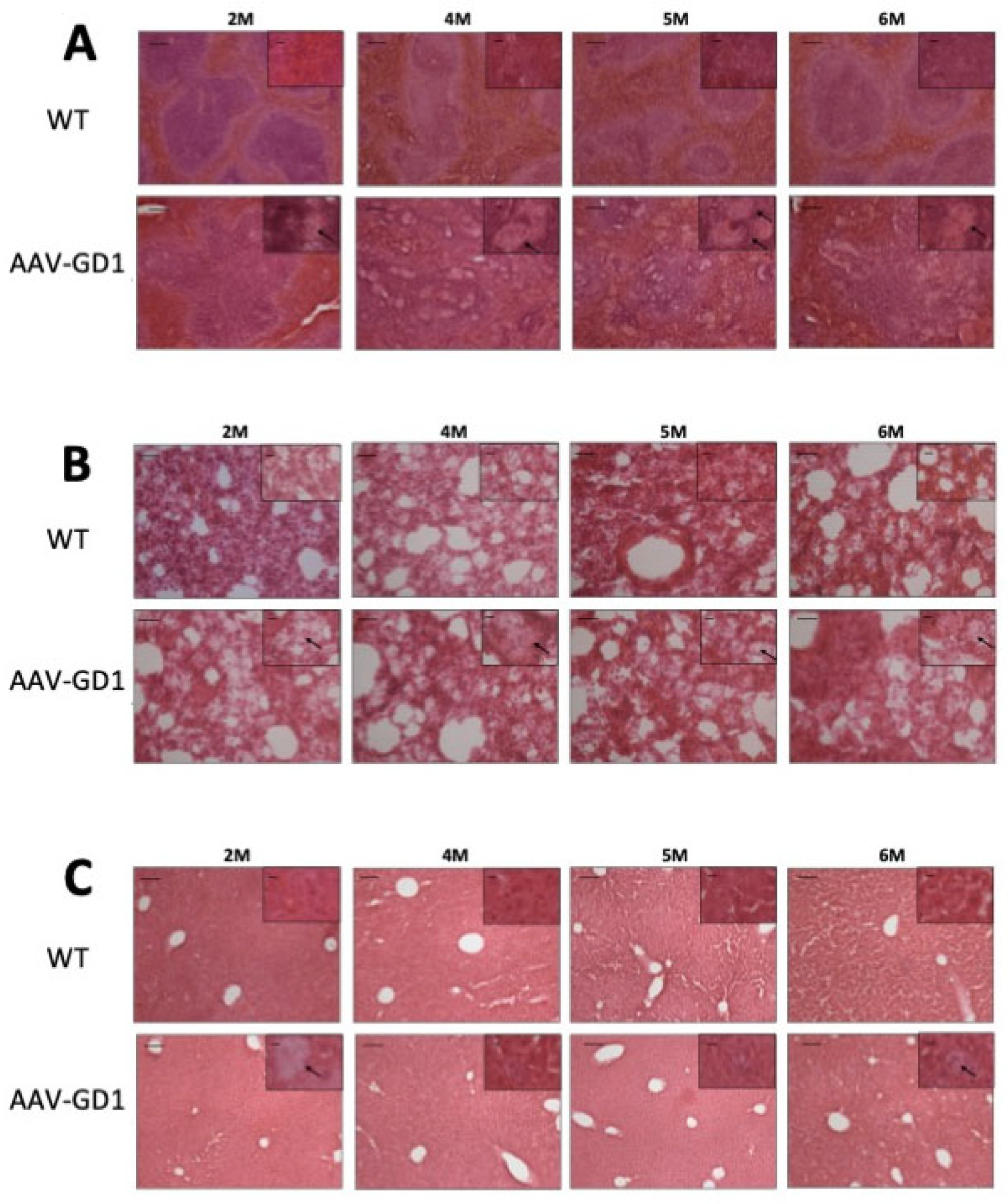 Pharmaceutics 17 00650 g004