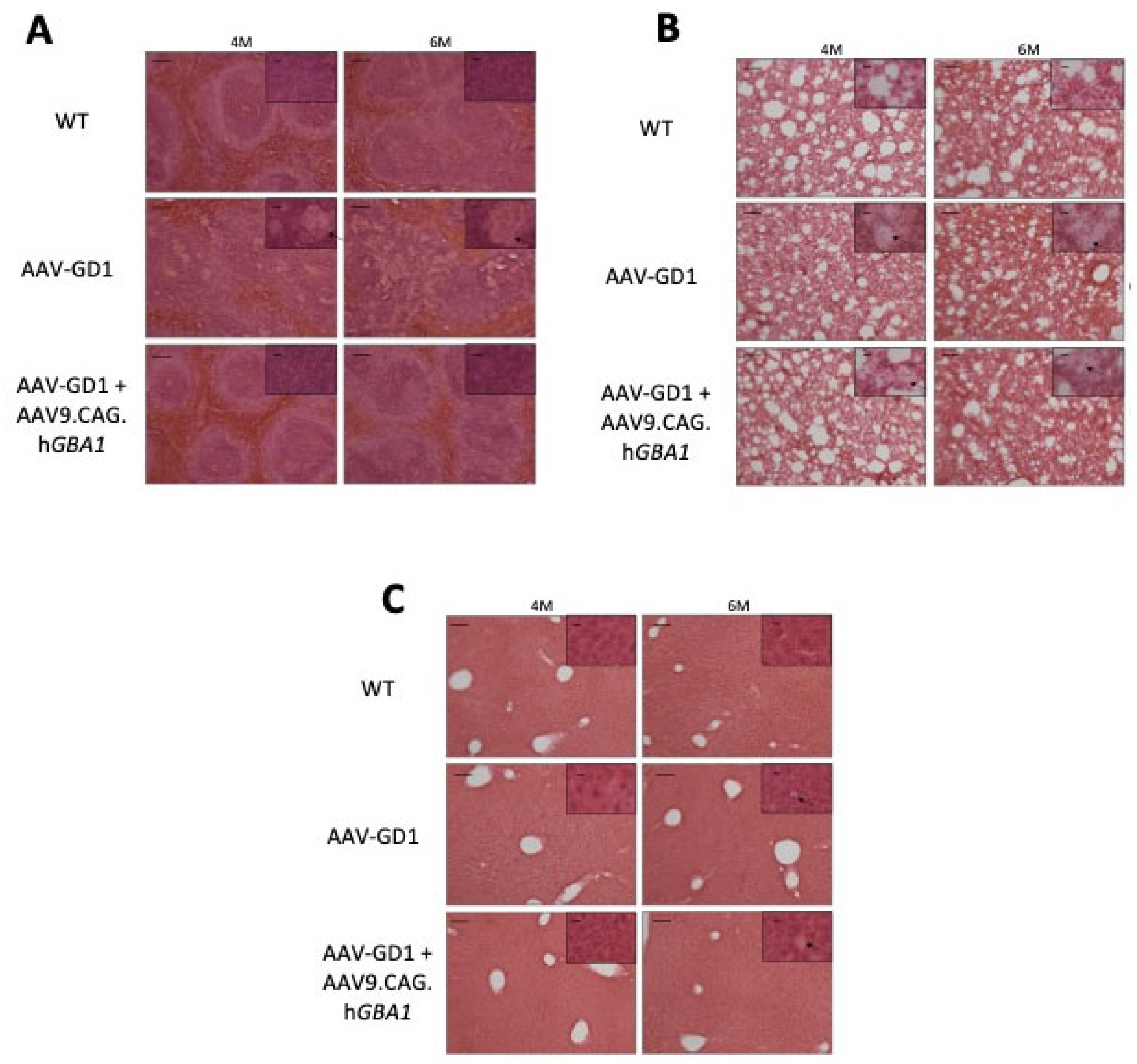 Pharmaceutics 17 00650 g008