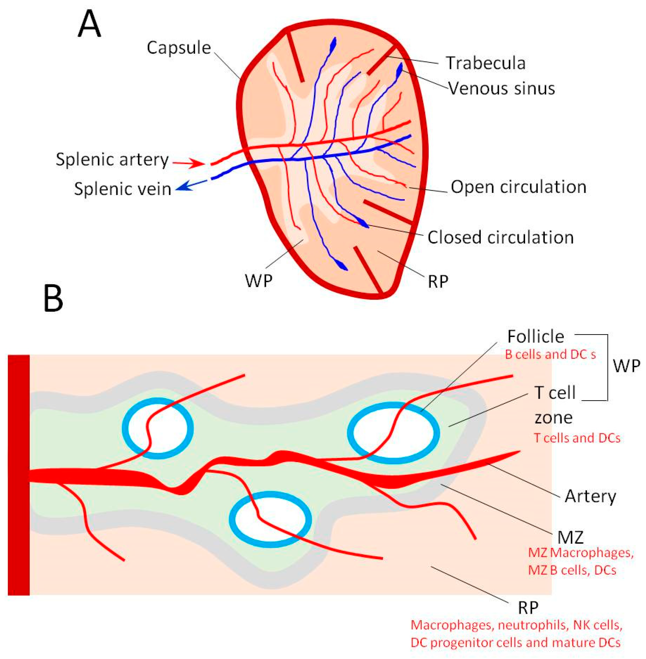 Pharmaceutics 17 00651 g001