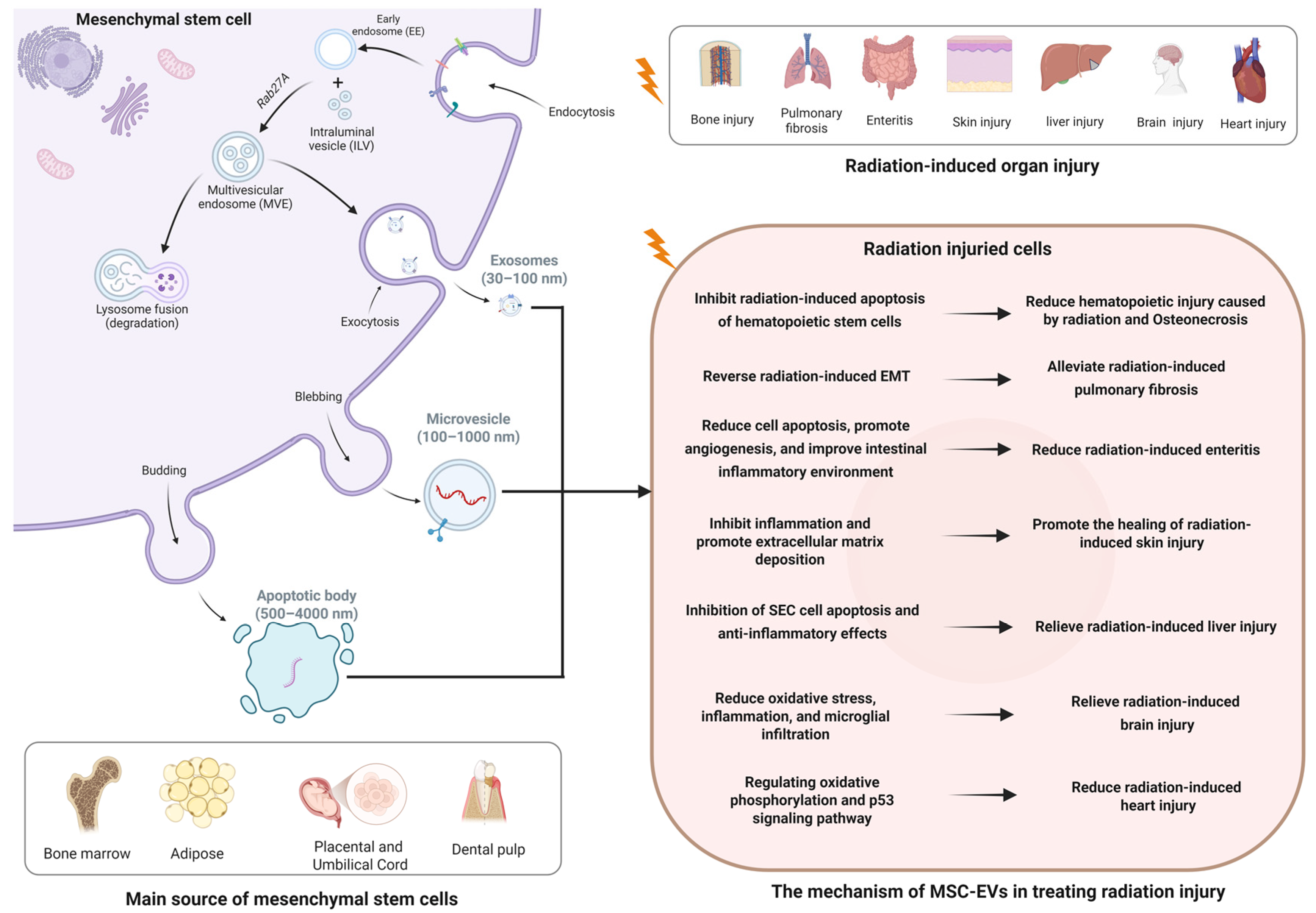 Pharmaceutics 17 00652 g002
