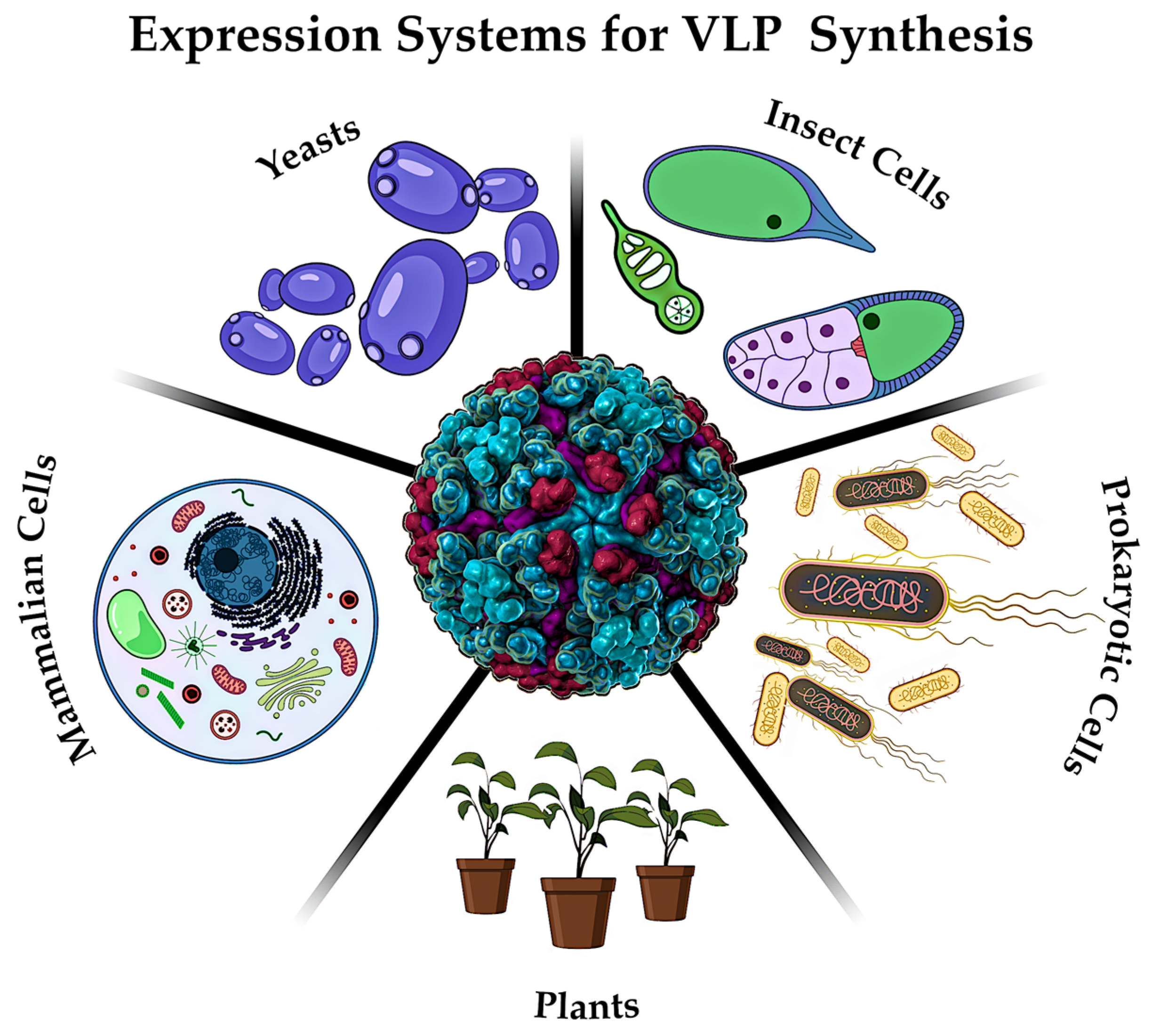 Pharmaceutics 17 00655 g013