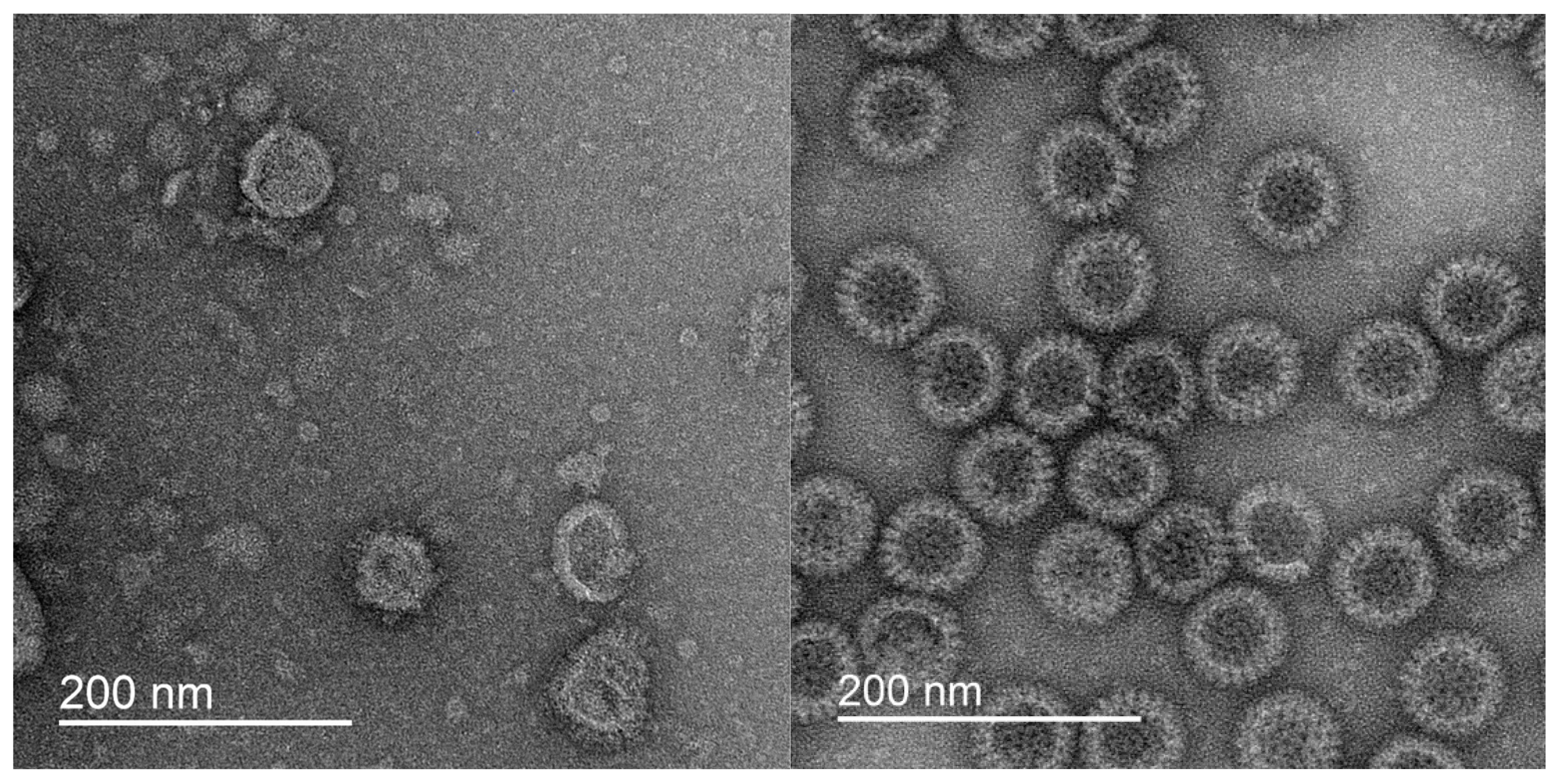 Pharmaceutics 17 00655 g019