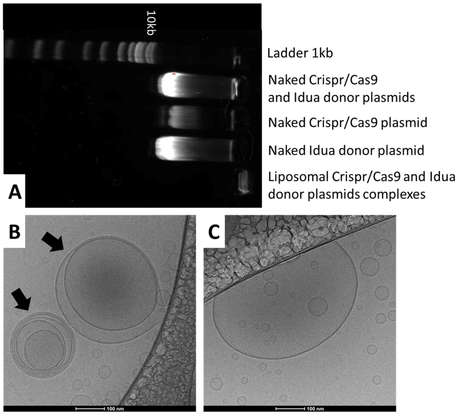 Pharmaceutics 17 00656 g001