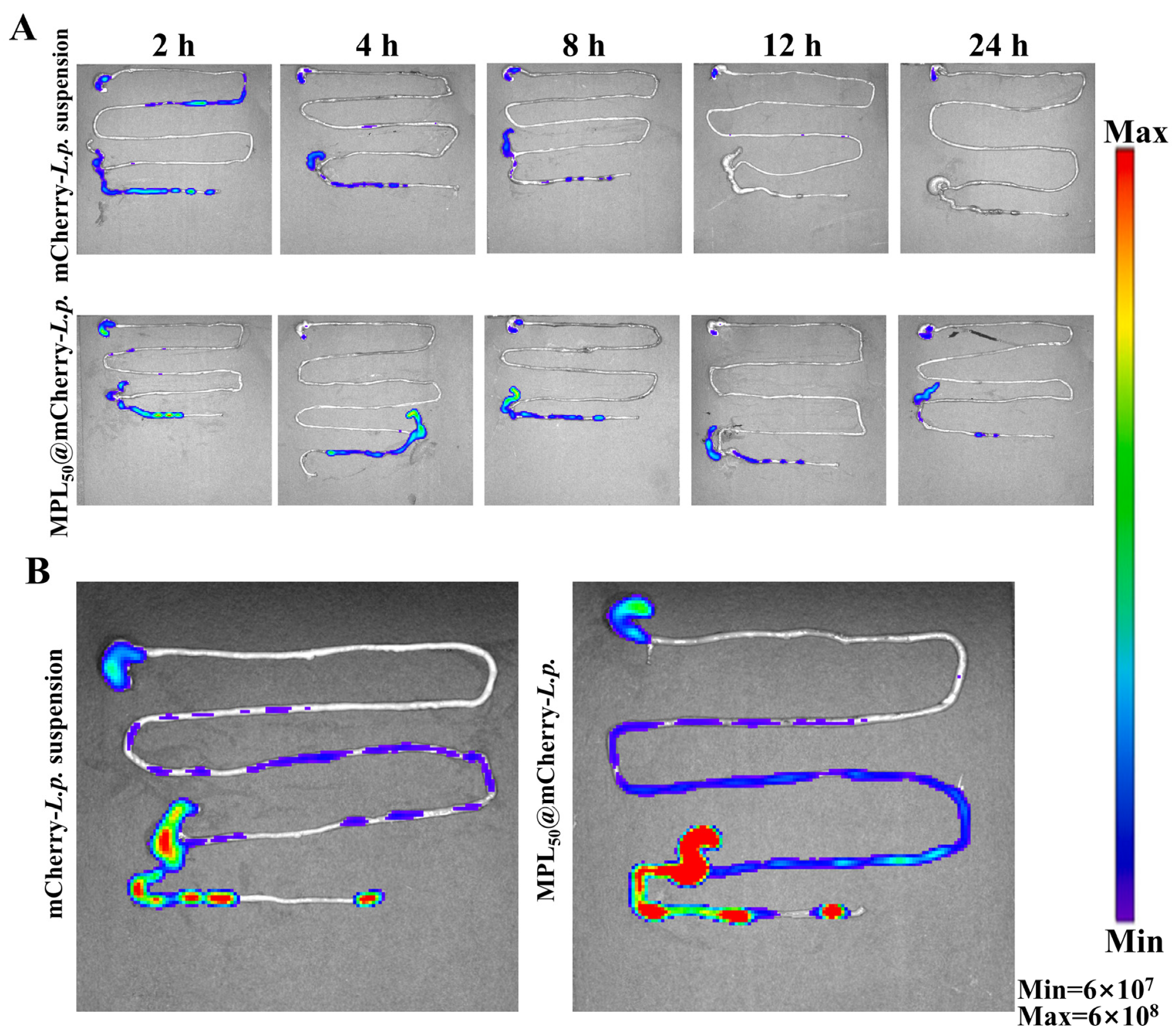 Pharmaceutics 17 00663 g003