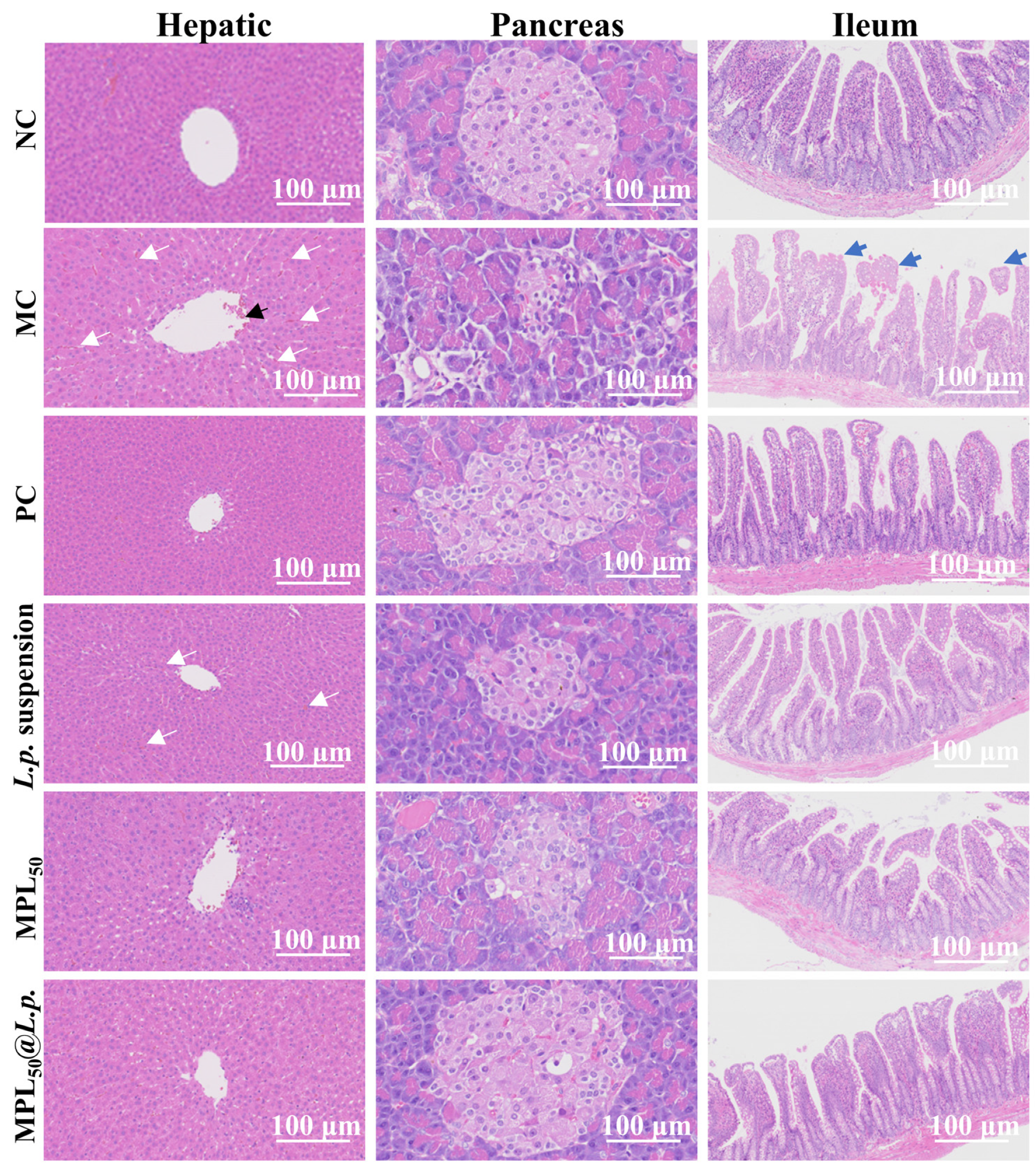 Pharmaceutics 17 00663 g005