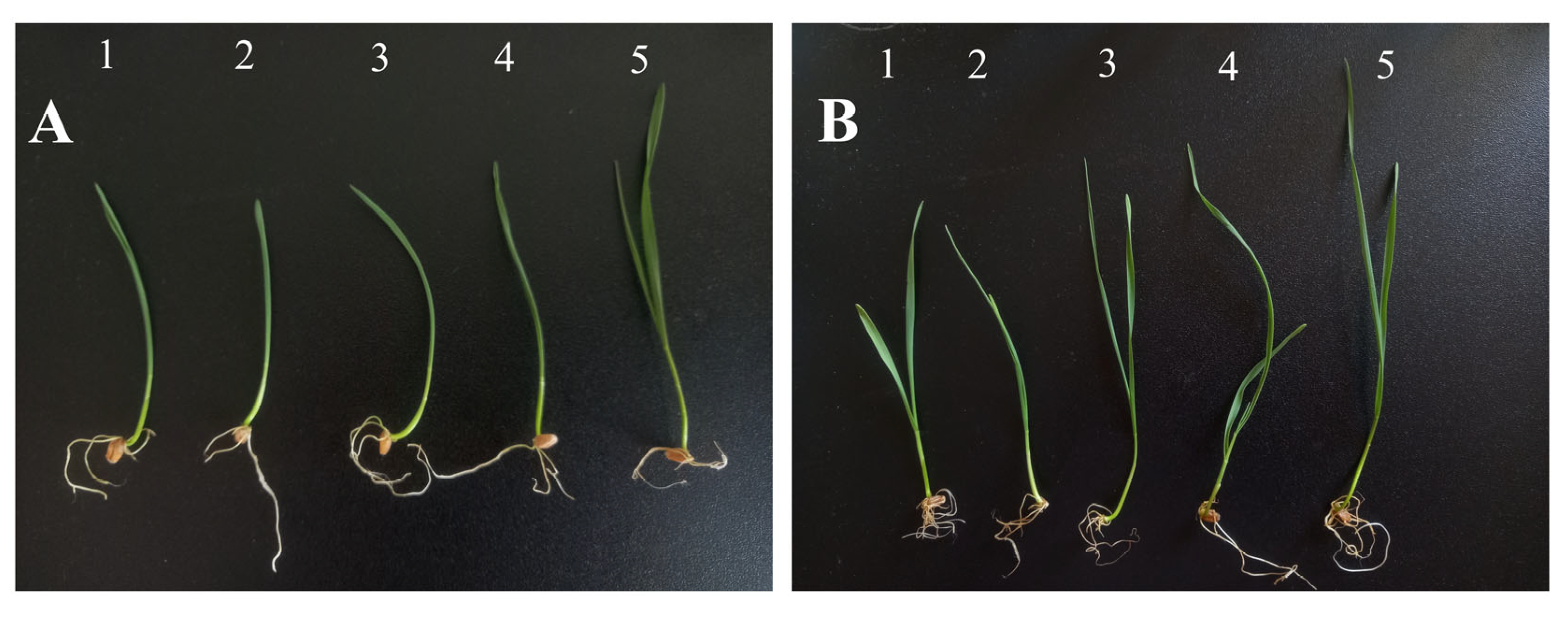 Pharmaceutics 17 00669 g007