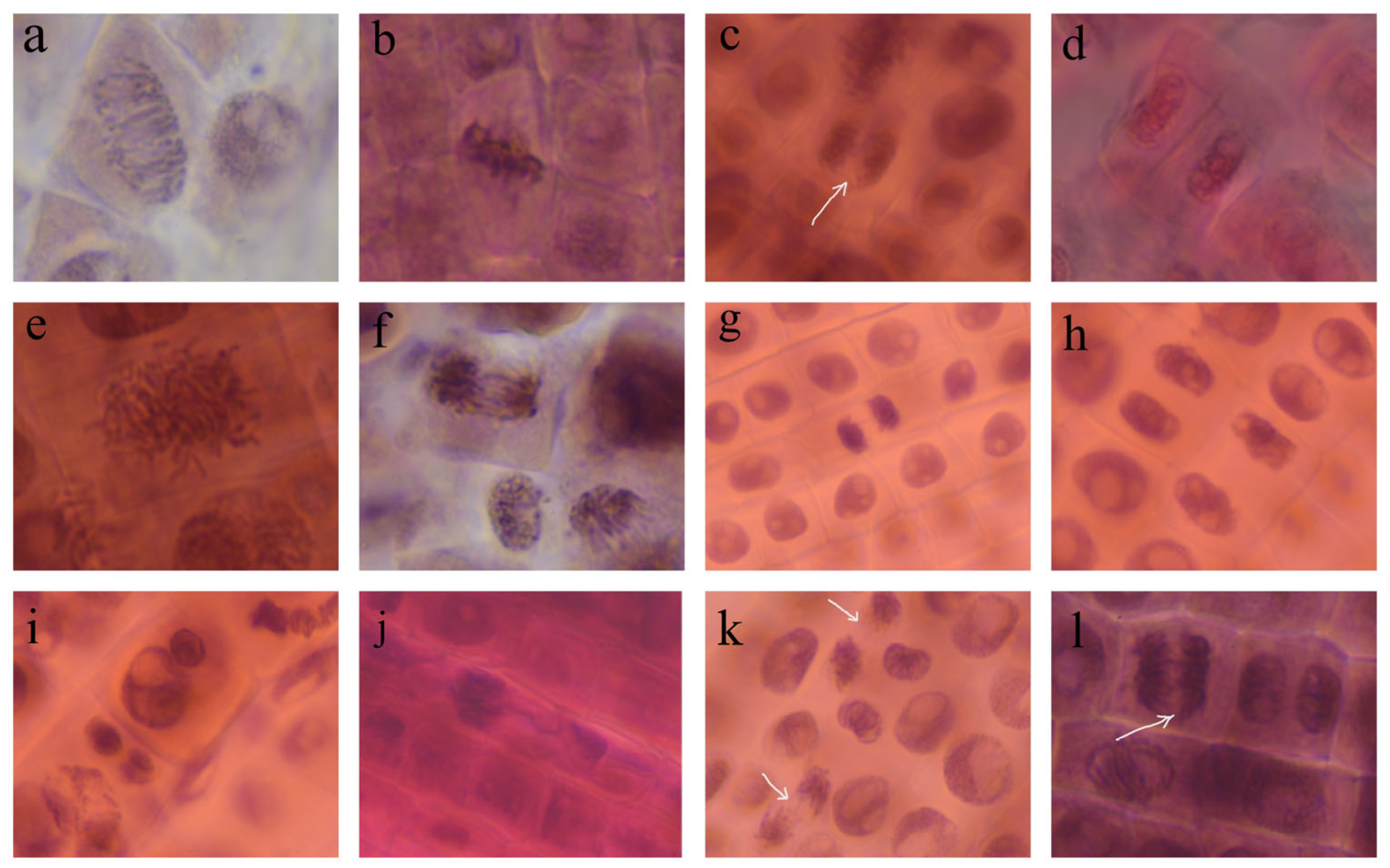 Pharmaceutics 17 00669 g009
