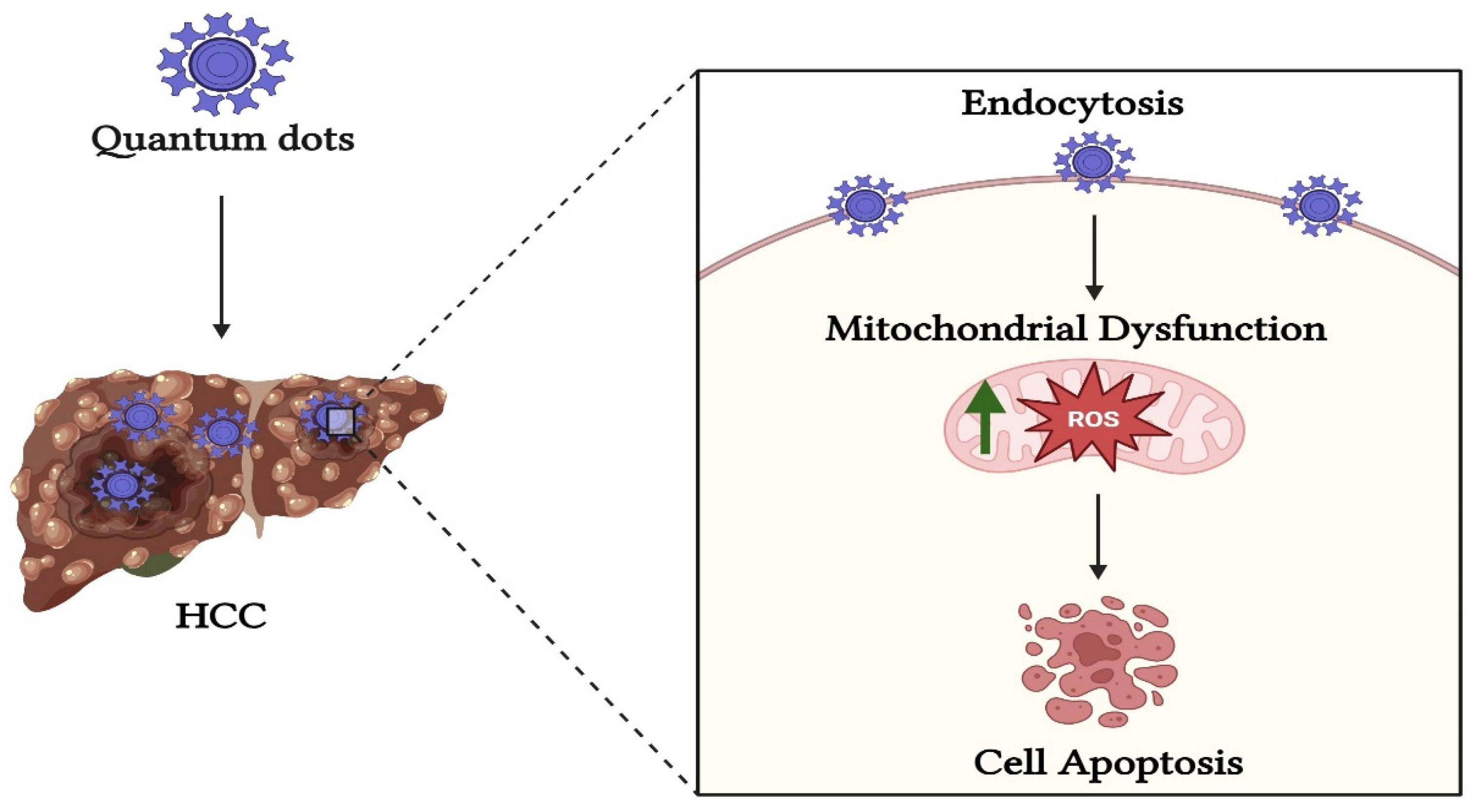 Pharmaceutics 17 00673 g002 Pharmaceutics 17 00673 g002
