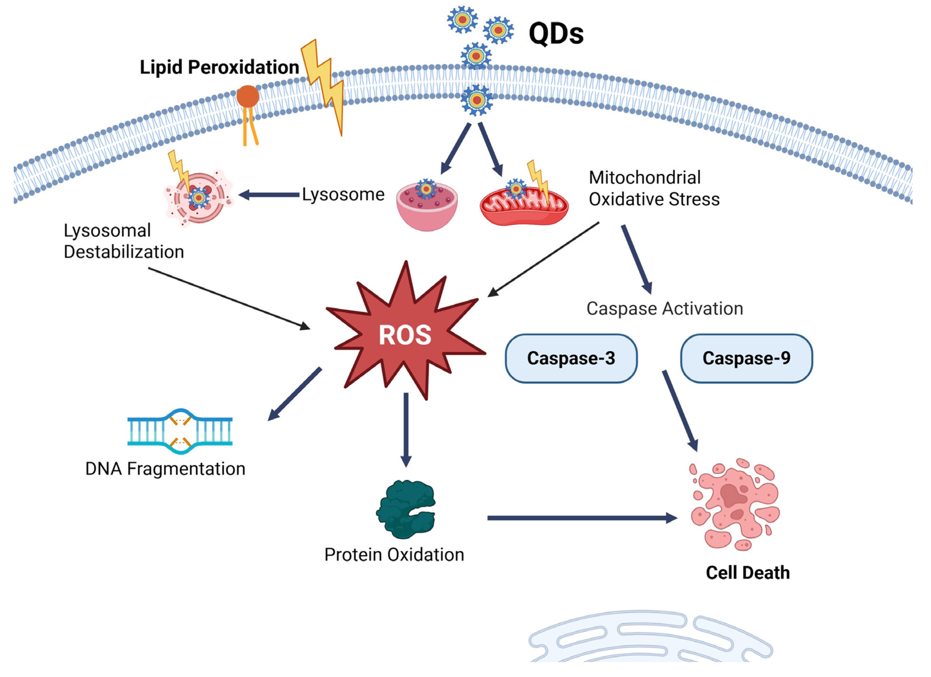 Pharmaceutics 17 00673 g003 Pharmaceutics 17 00673 g003