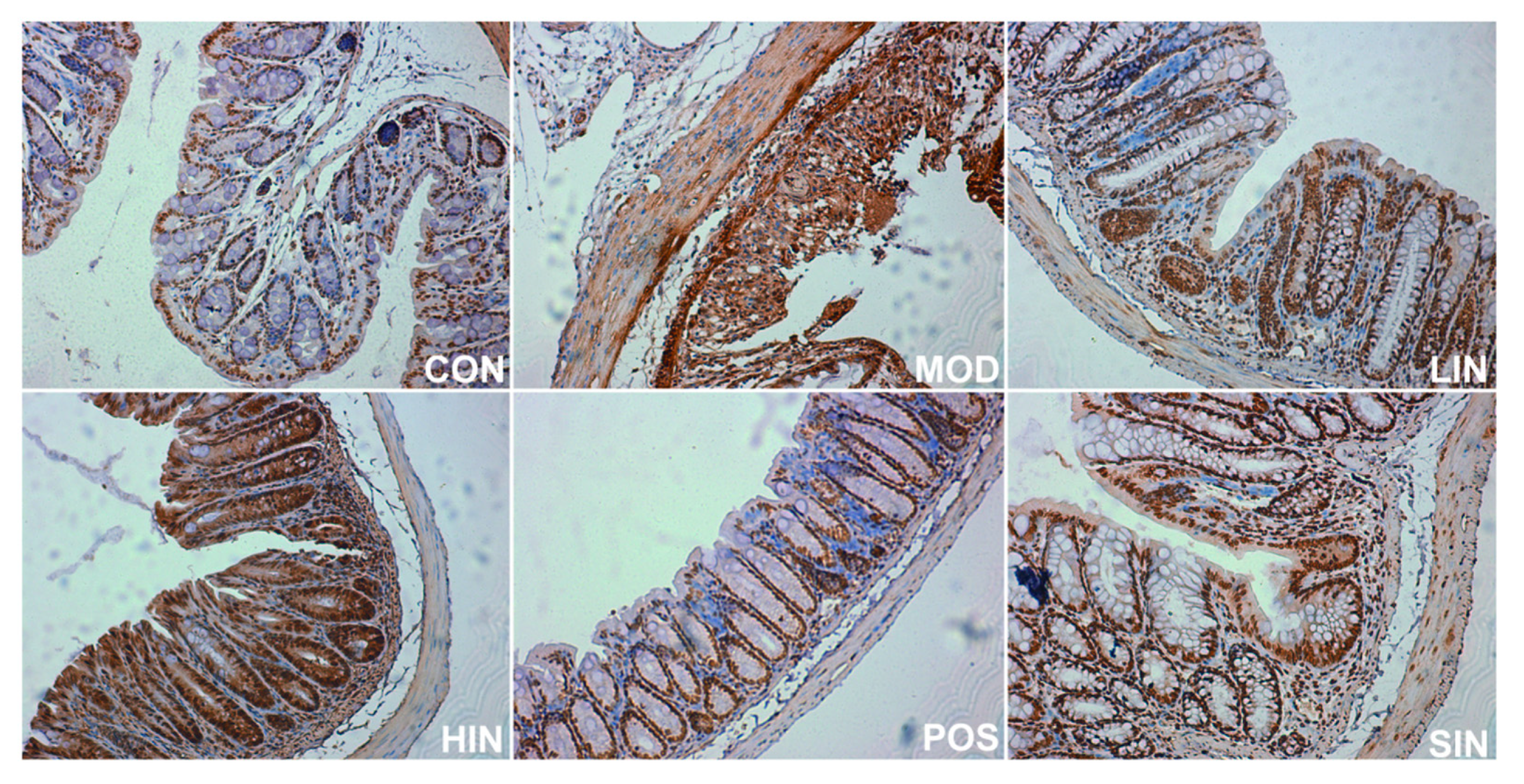 Pharmaceutics 17 00674 g010