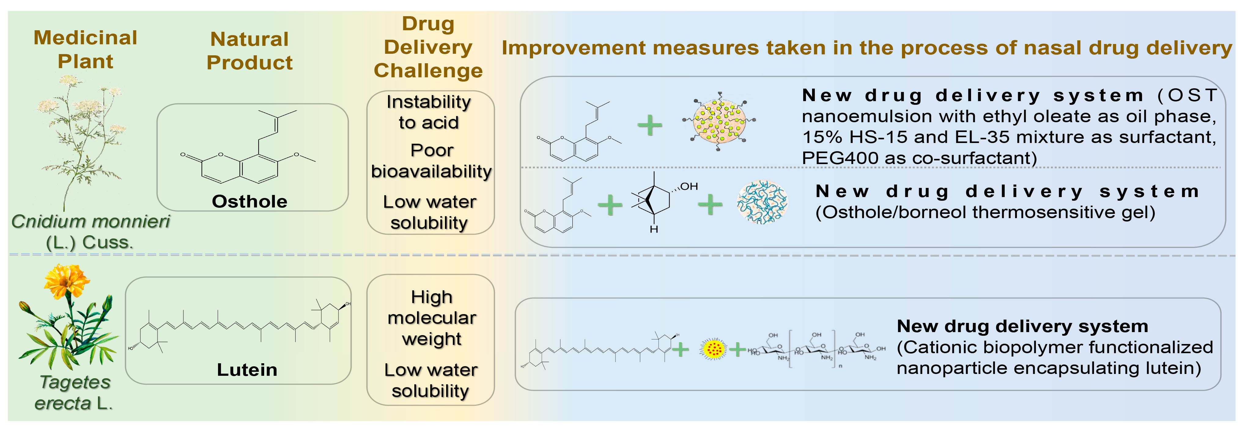 Pharmaceutics 17 00675 g007