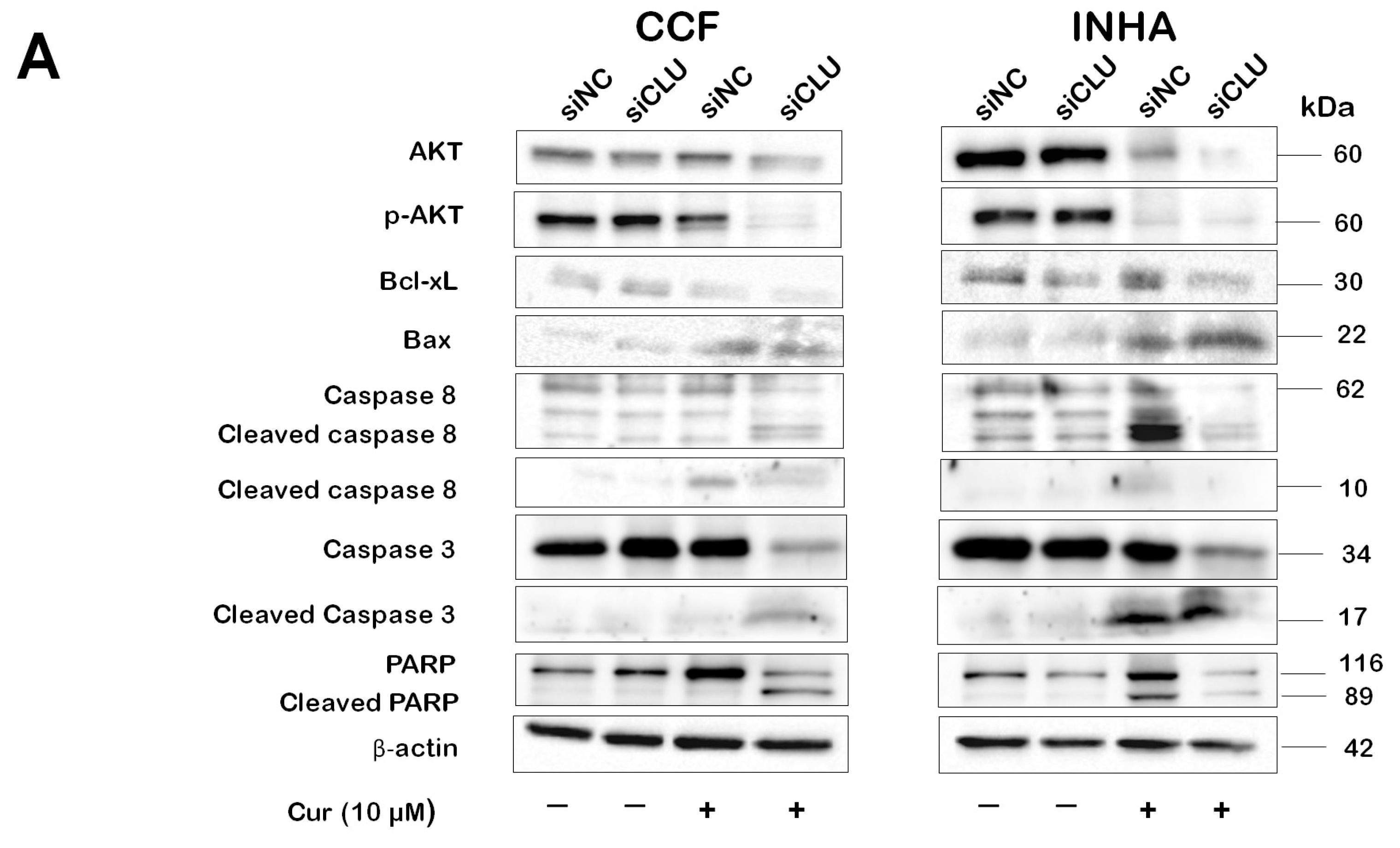 Pharmaceutics 17 00679 g005a