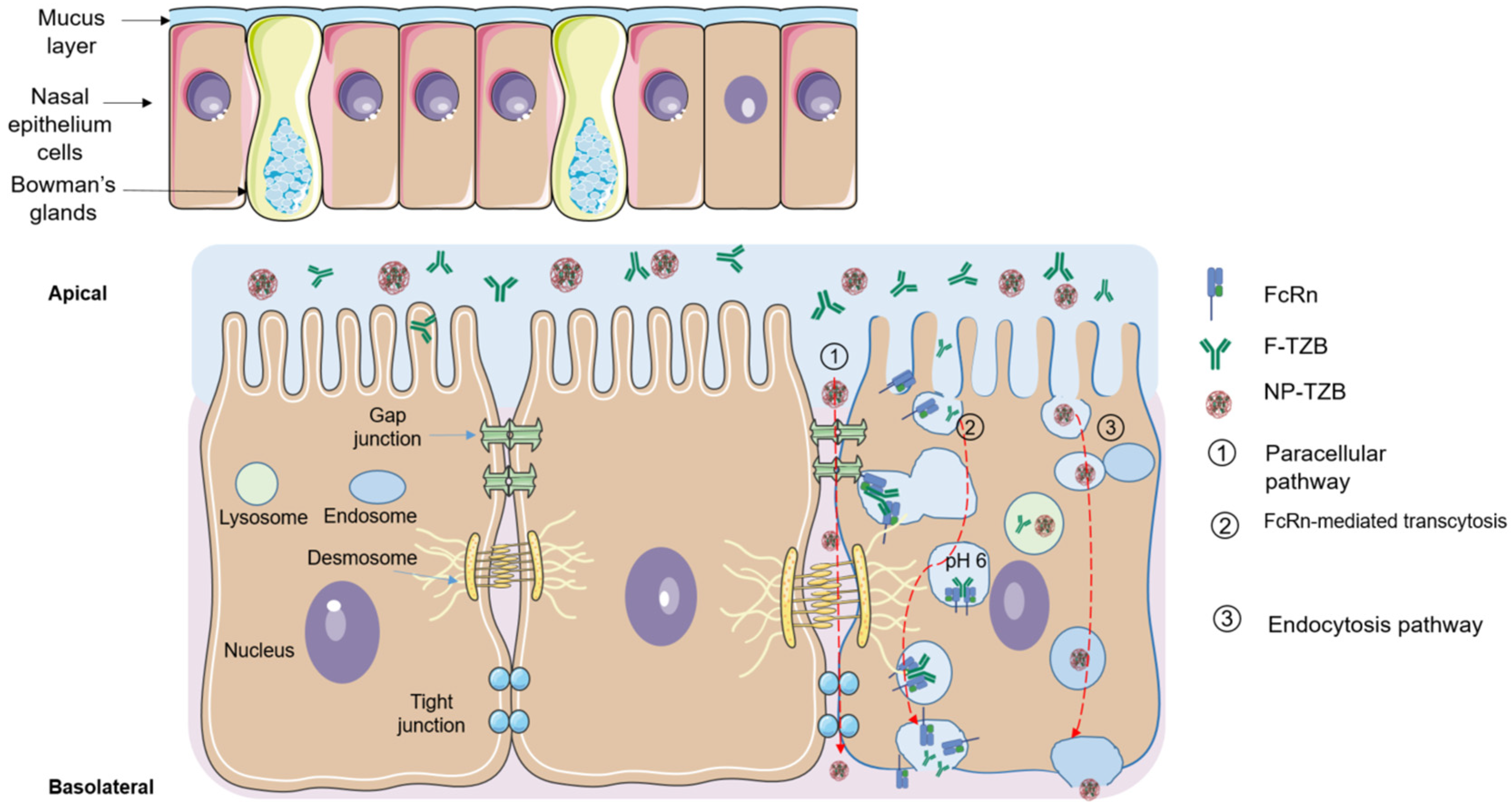 Pharmaceutics 17 00681 g007