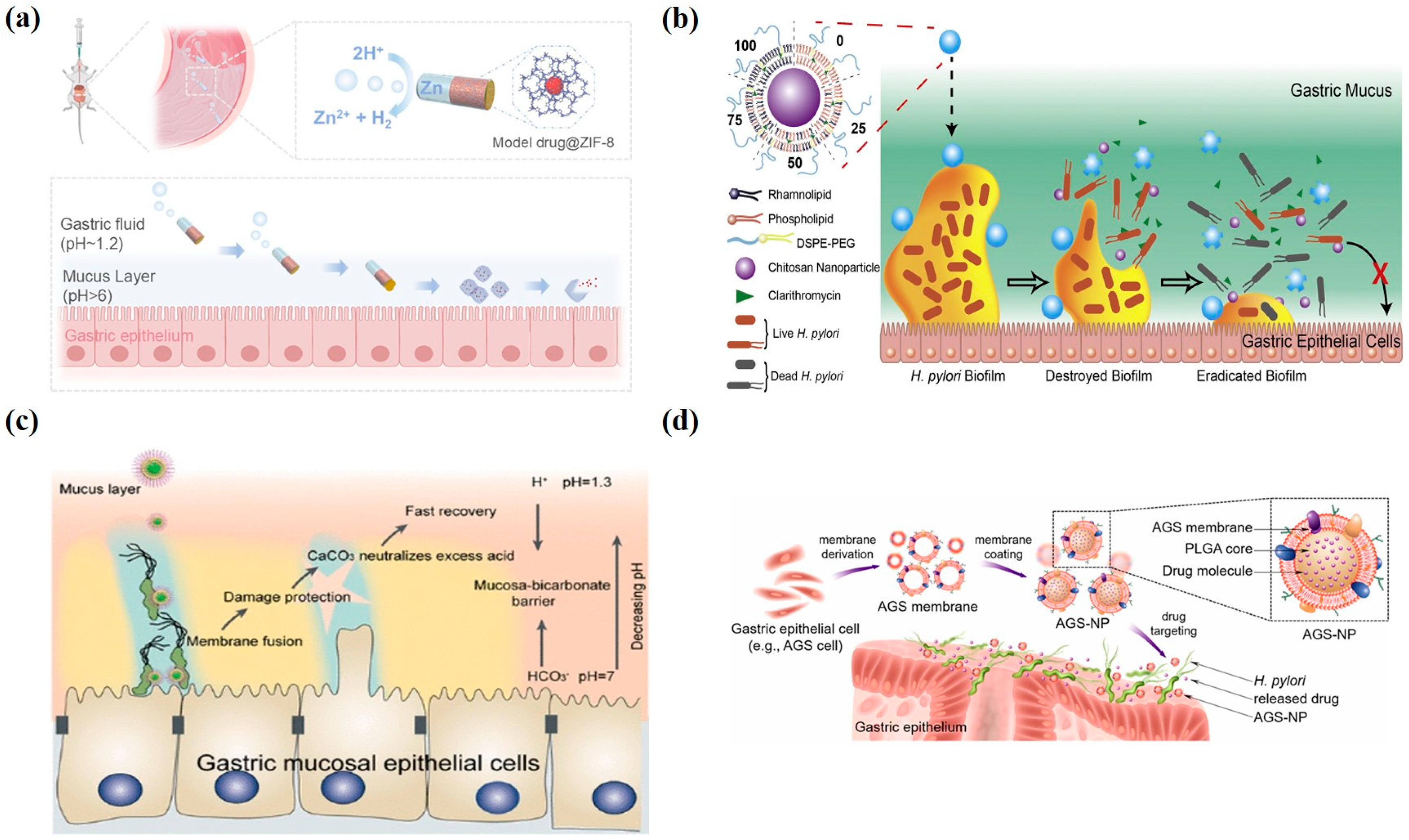 Pharmaceutics 17 00683 g003