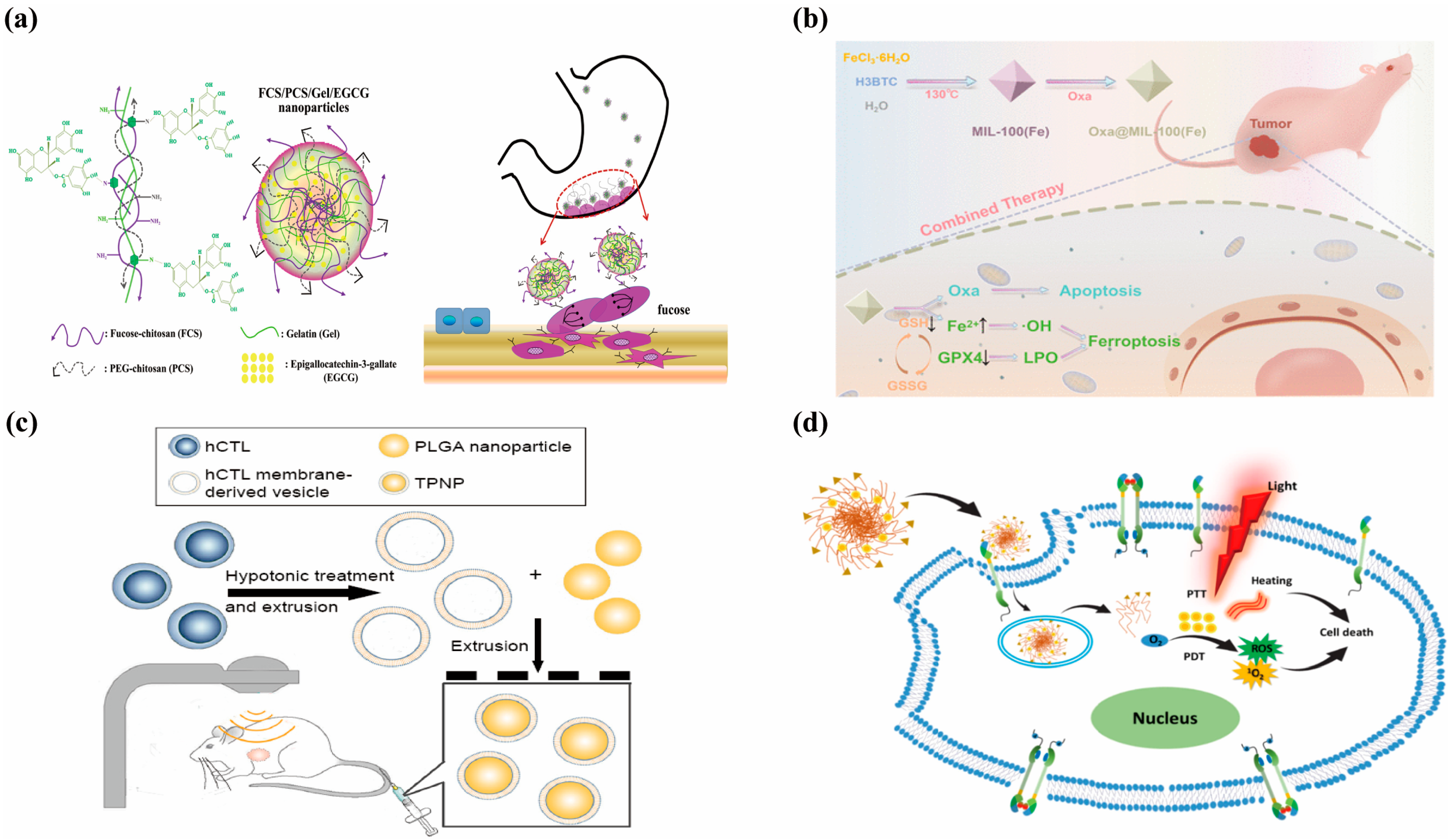 Pharmaceutics 17 00683 g004