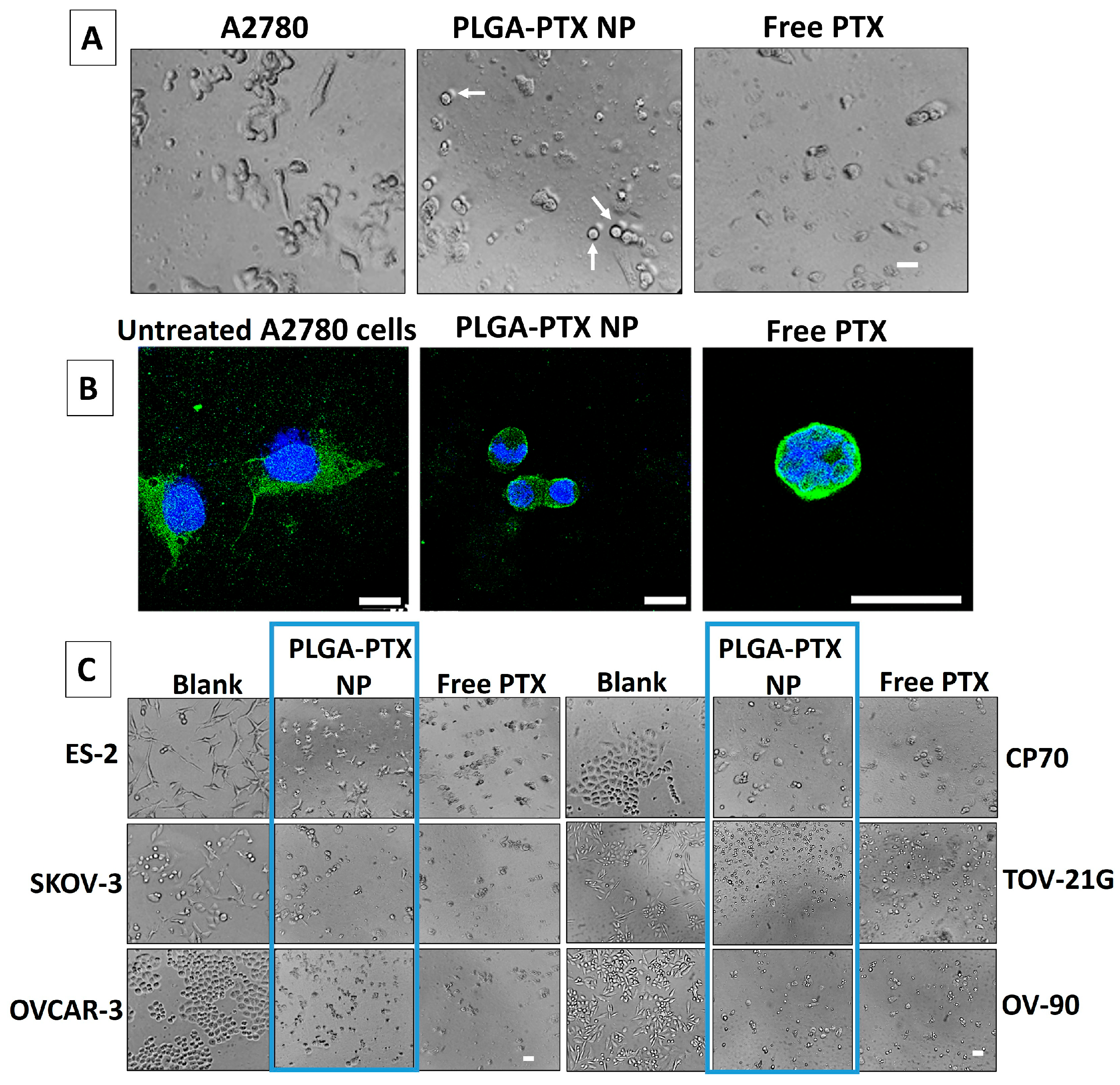 Pharmaceutics 17 00689 g009