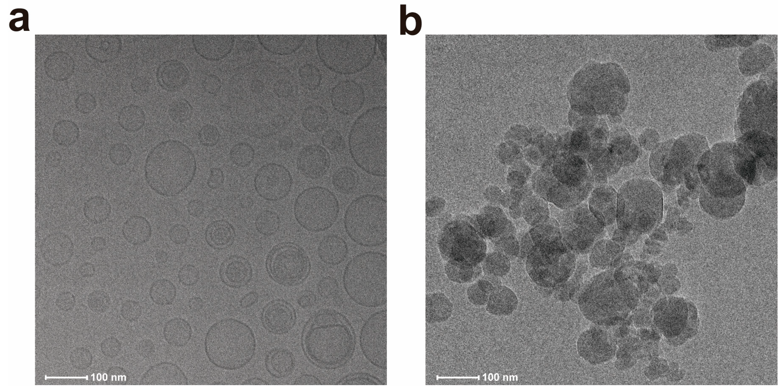 Pharmaceutics 17 00690 g007