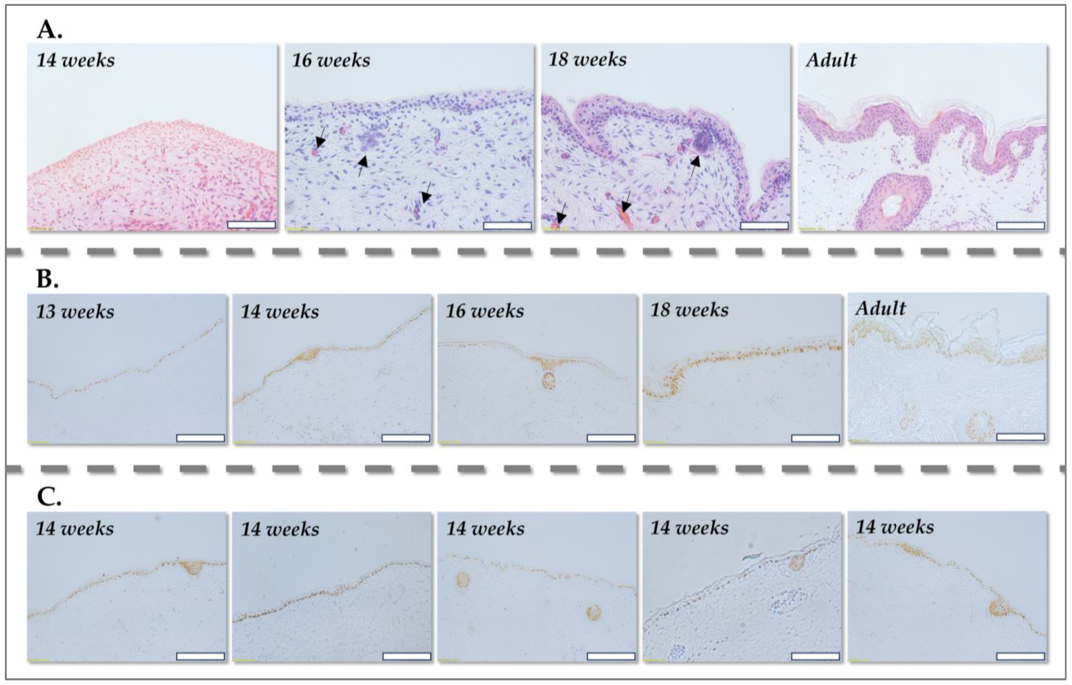 Pharmaceutics 17 00692 g001