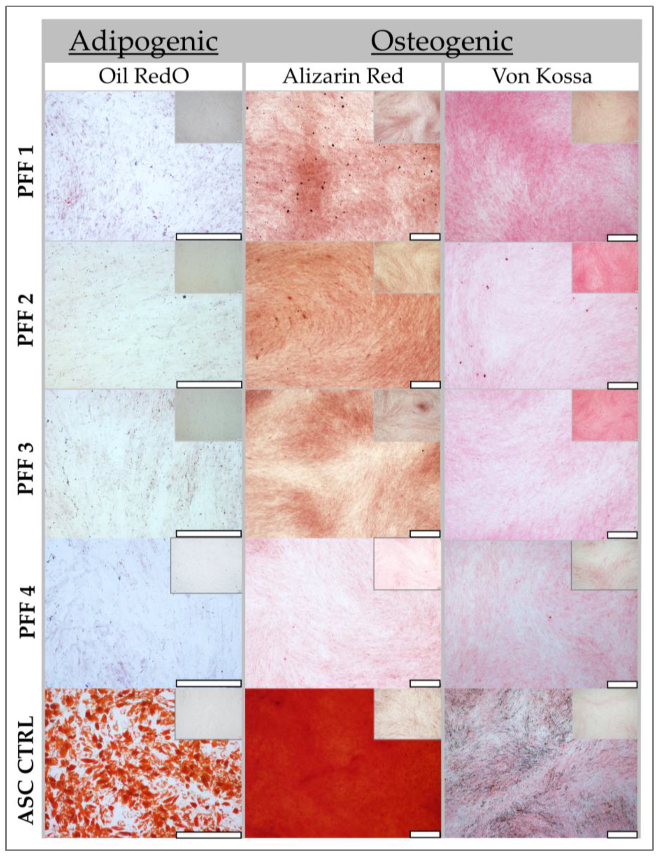 Pharmaceutics 17 00692 g004