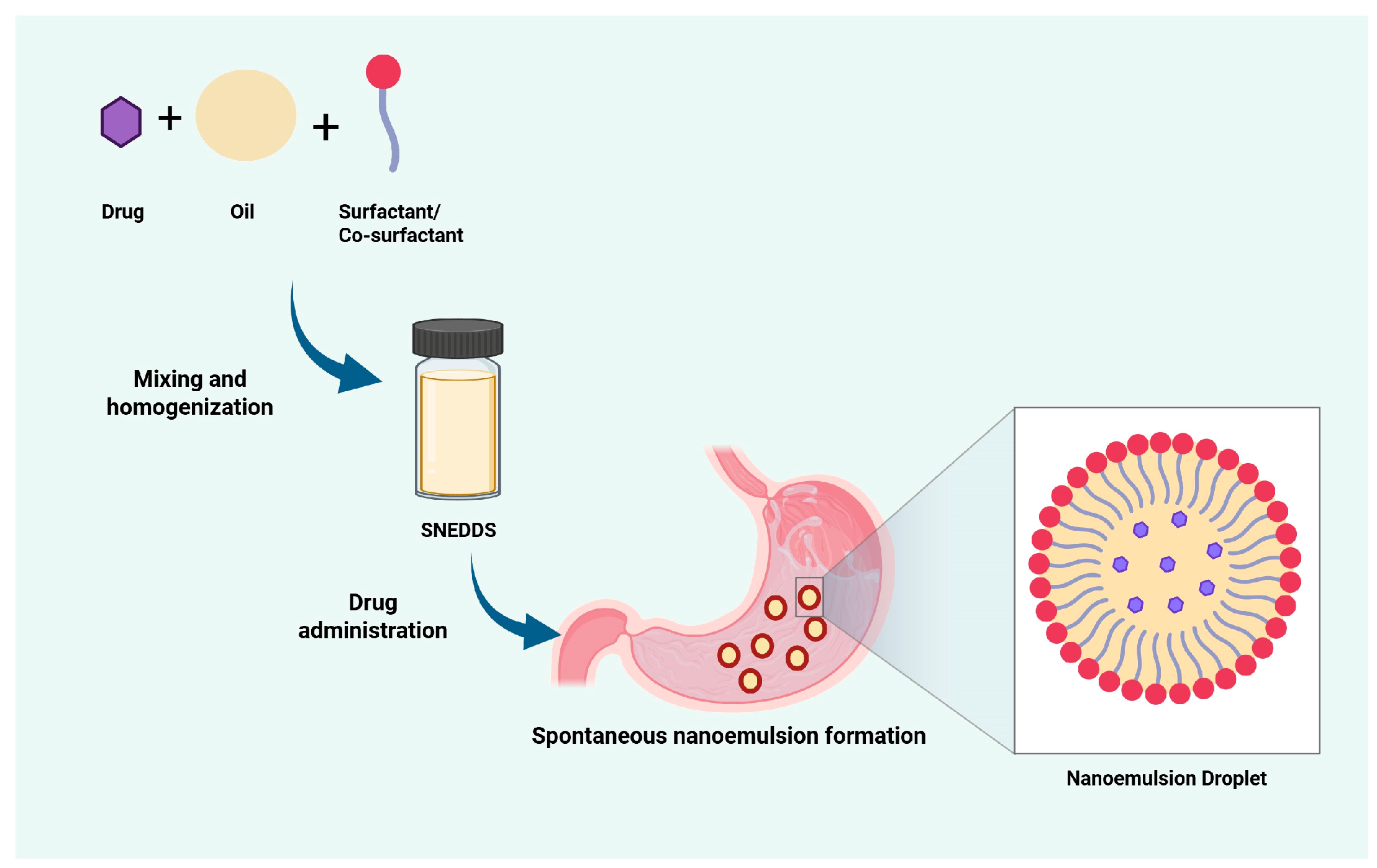 Pharmaceutics 17 00701 g001