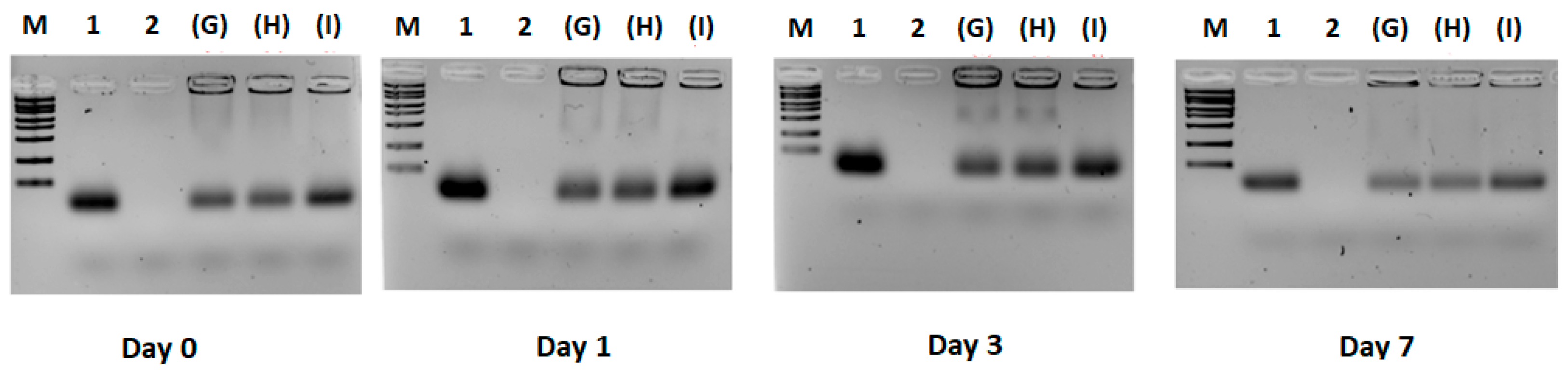Pharmaceutics 17 00710 g004