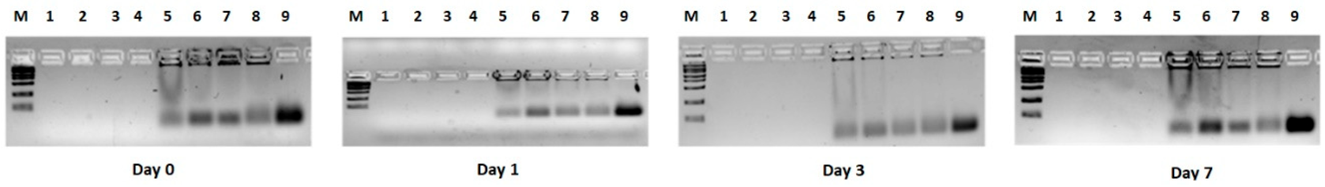 Pharmaceutics 17 00710 g008
