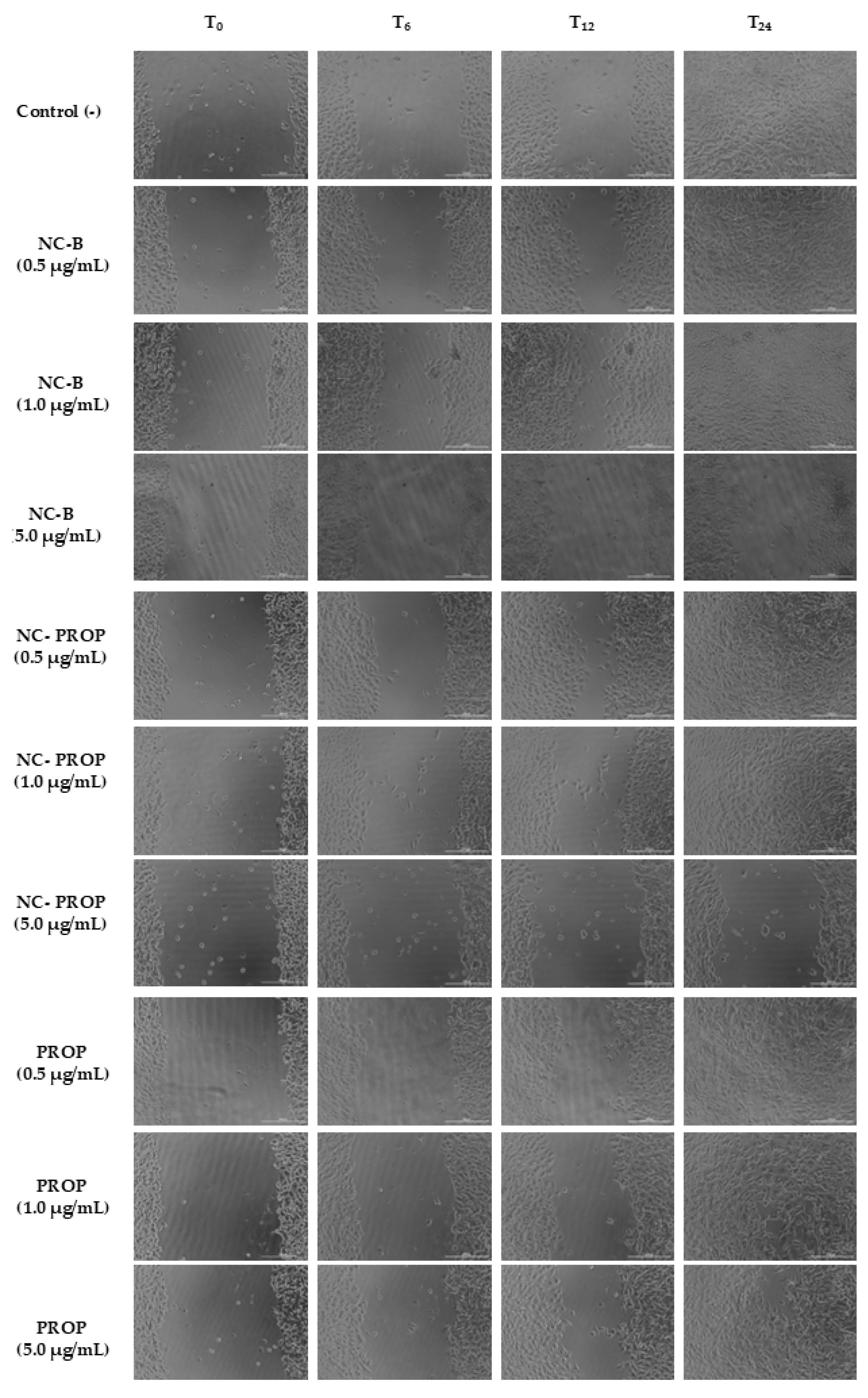 Pharmaceutics 17 00718 g007